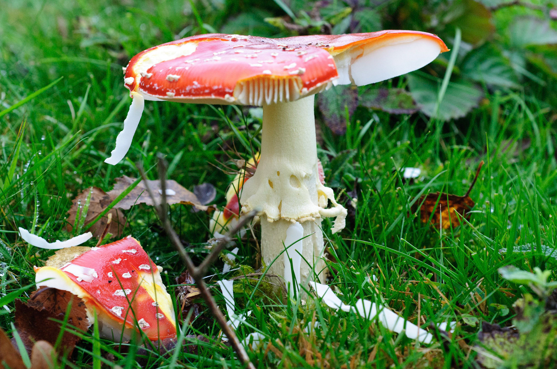 Cool mushrooms on Kinnoull Hill, Perth