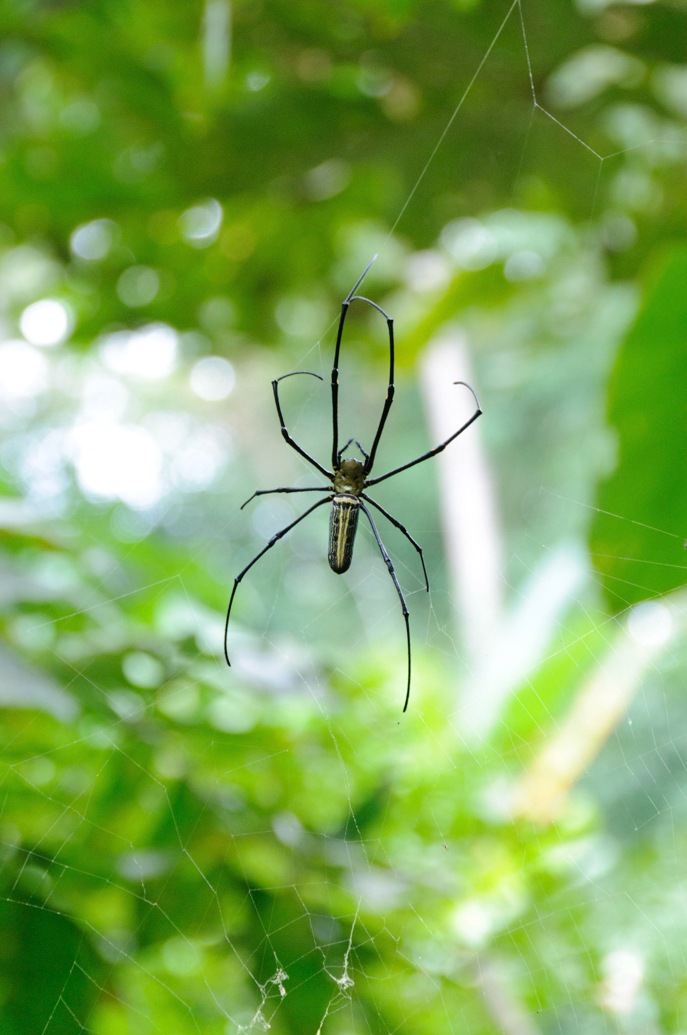 Queen Sirikit Botanical Garden, Chiang Mai