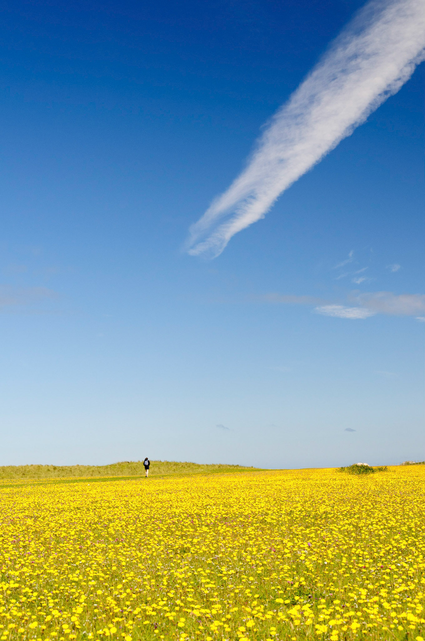 Flowers covering the machair on the walk to Feall Bay.