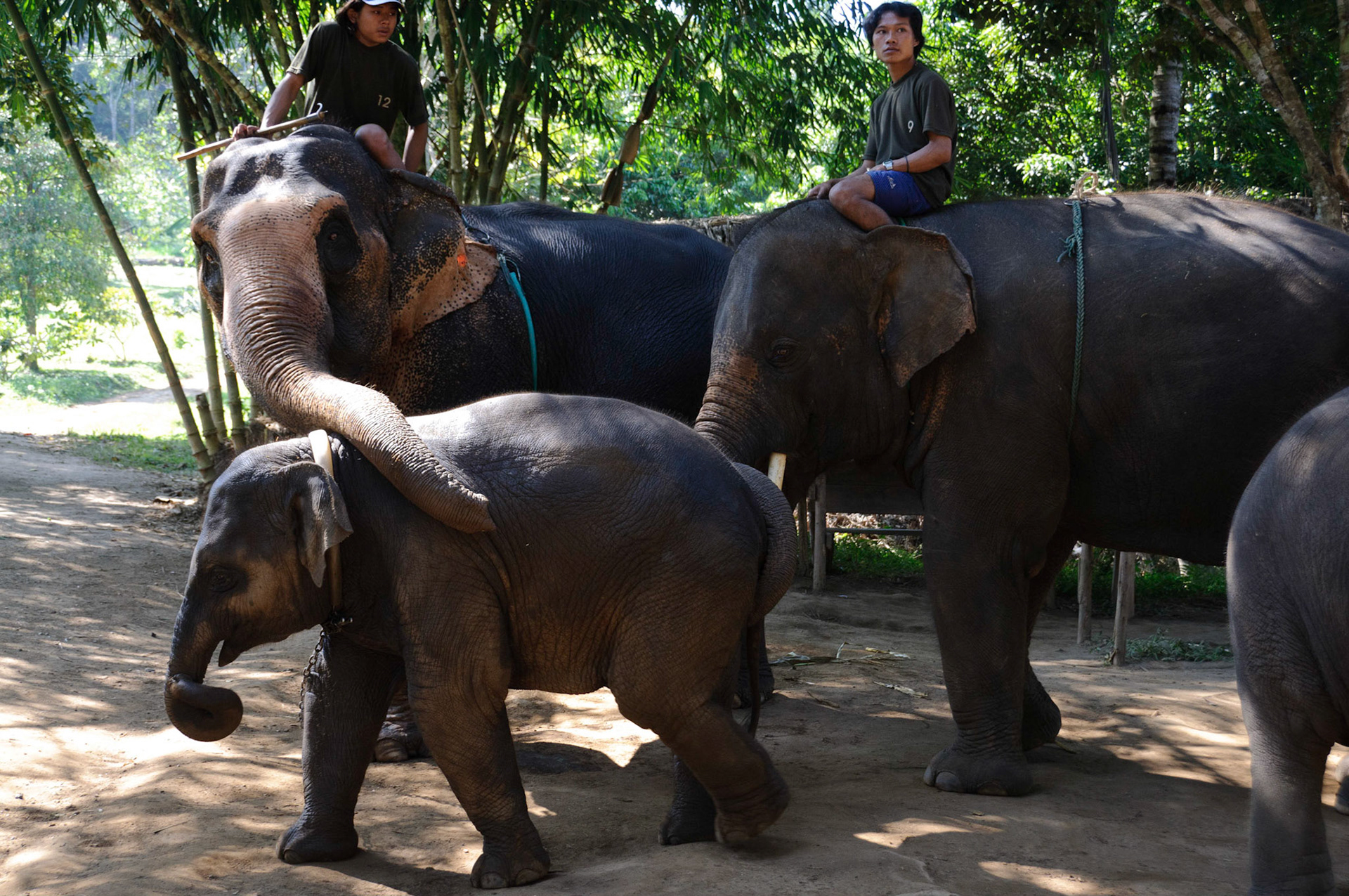 Baan Chang Elephant Park, Chiang Mai