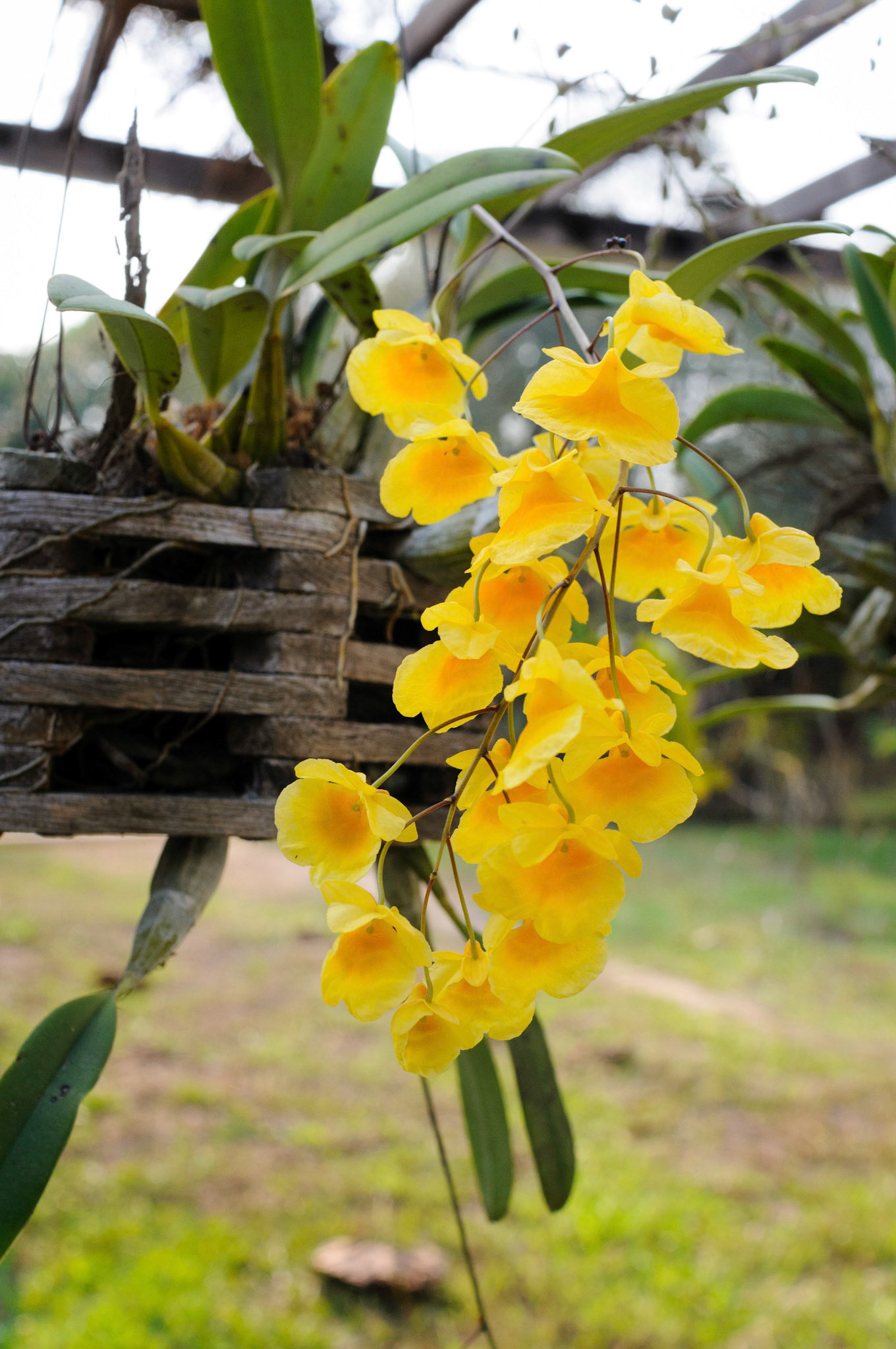 Orchids in our garden