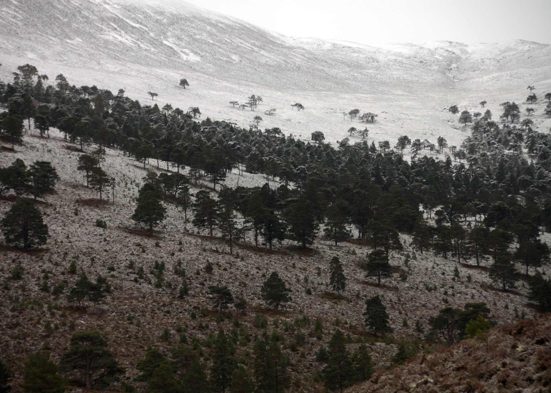 Coire Buidhe, Cairngorms National Park