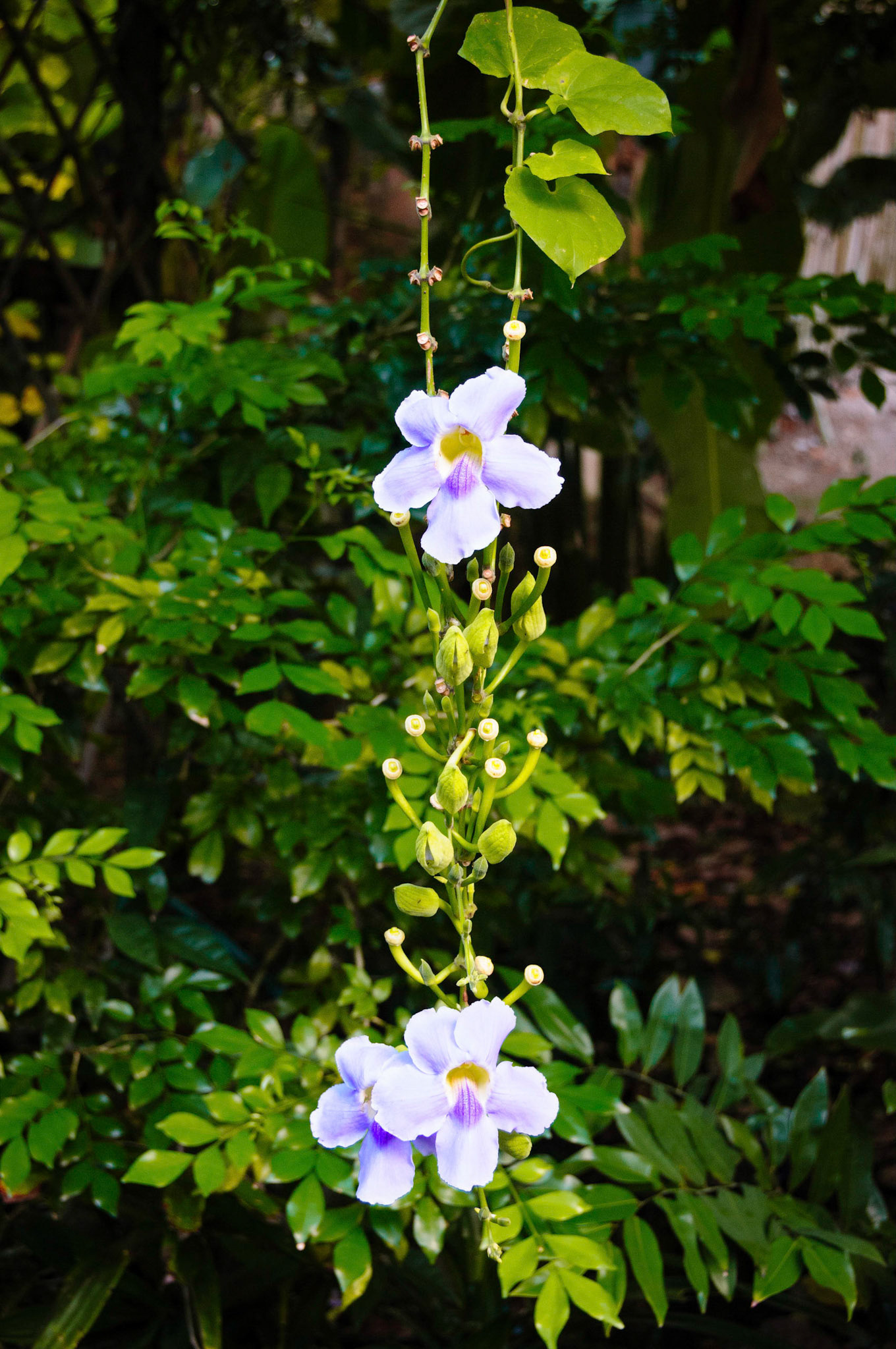 Ao Khlong Prao, Koh Chang