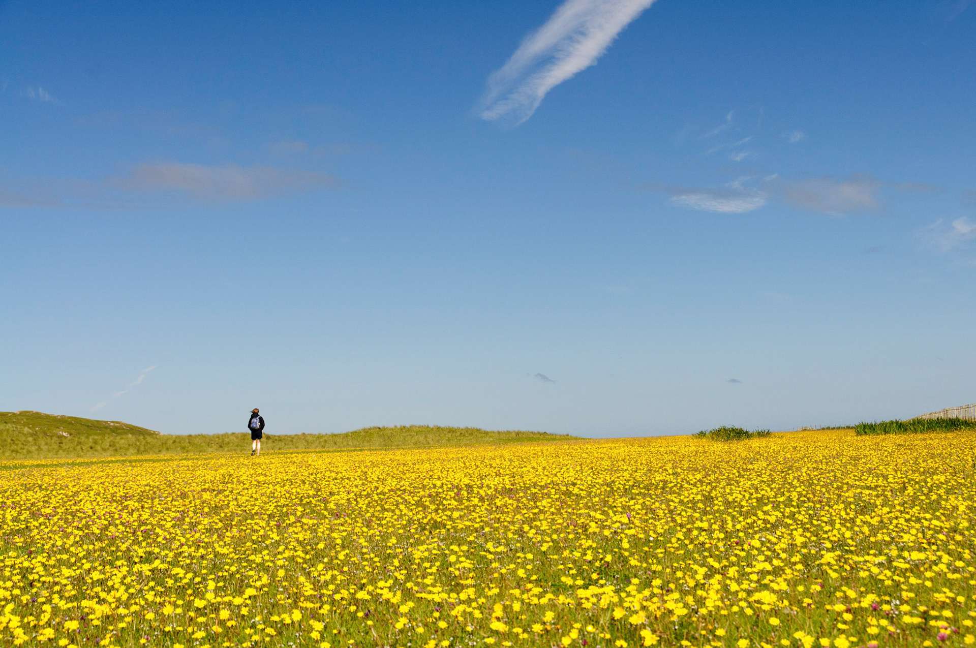 Flowers covering the machair on the walk to Feall Bay.