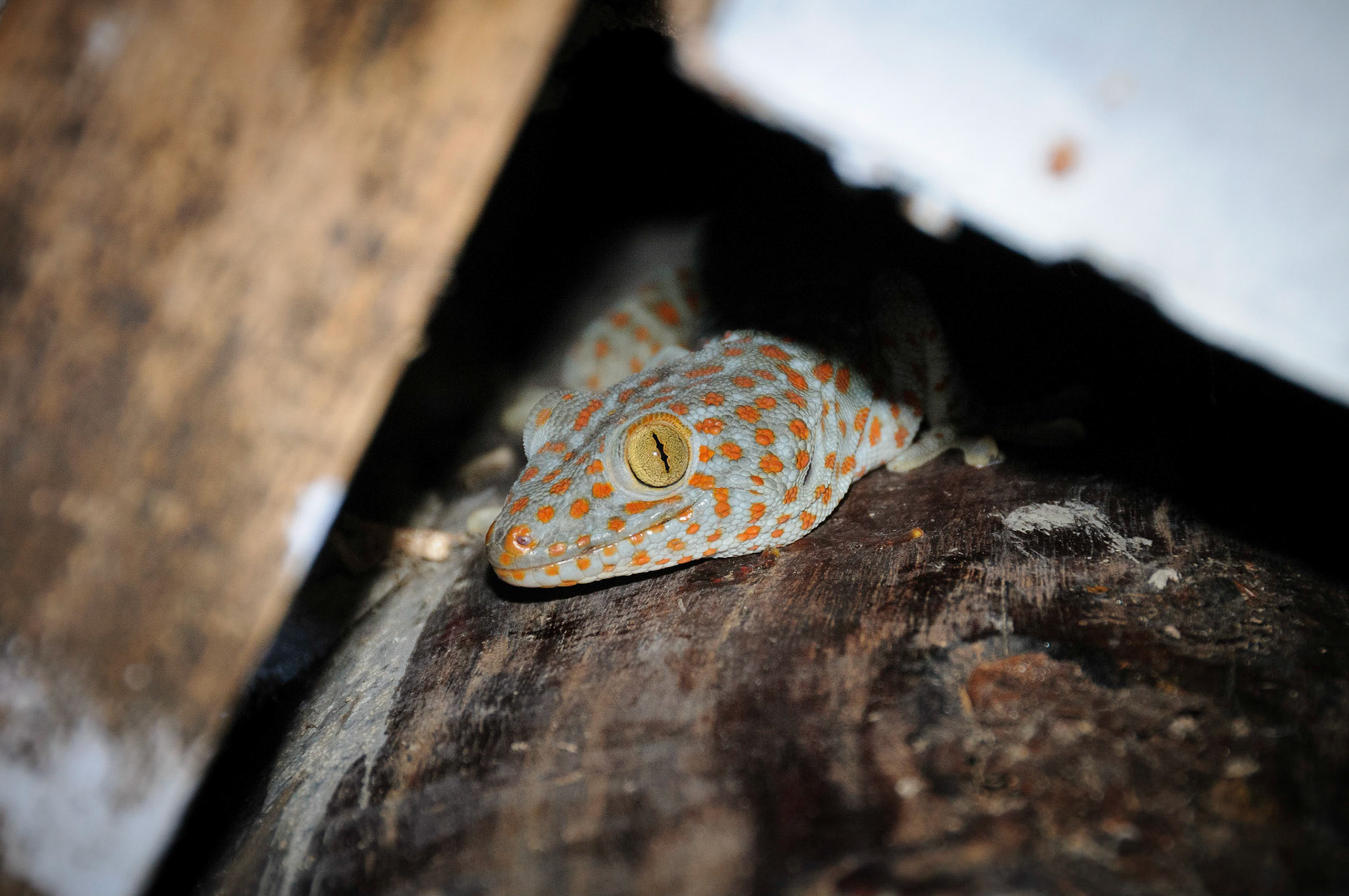 A tokay gecko