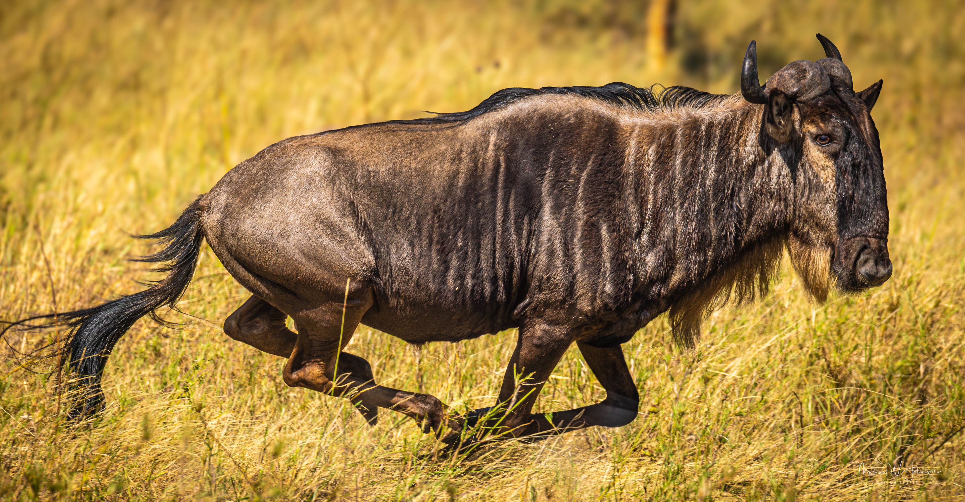 Wildebeest