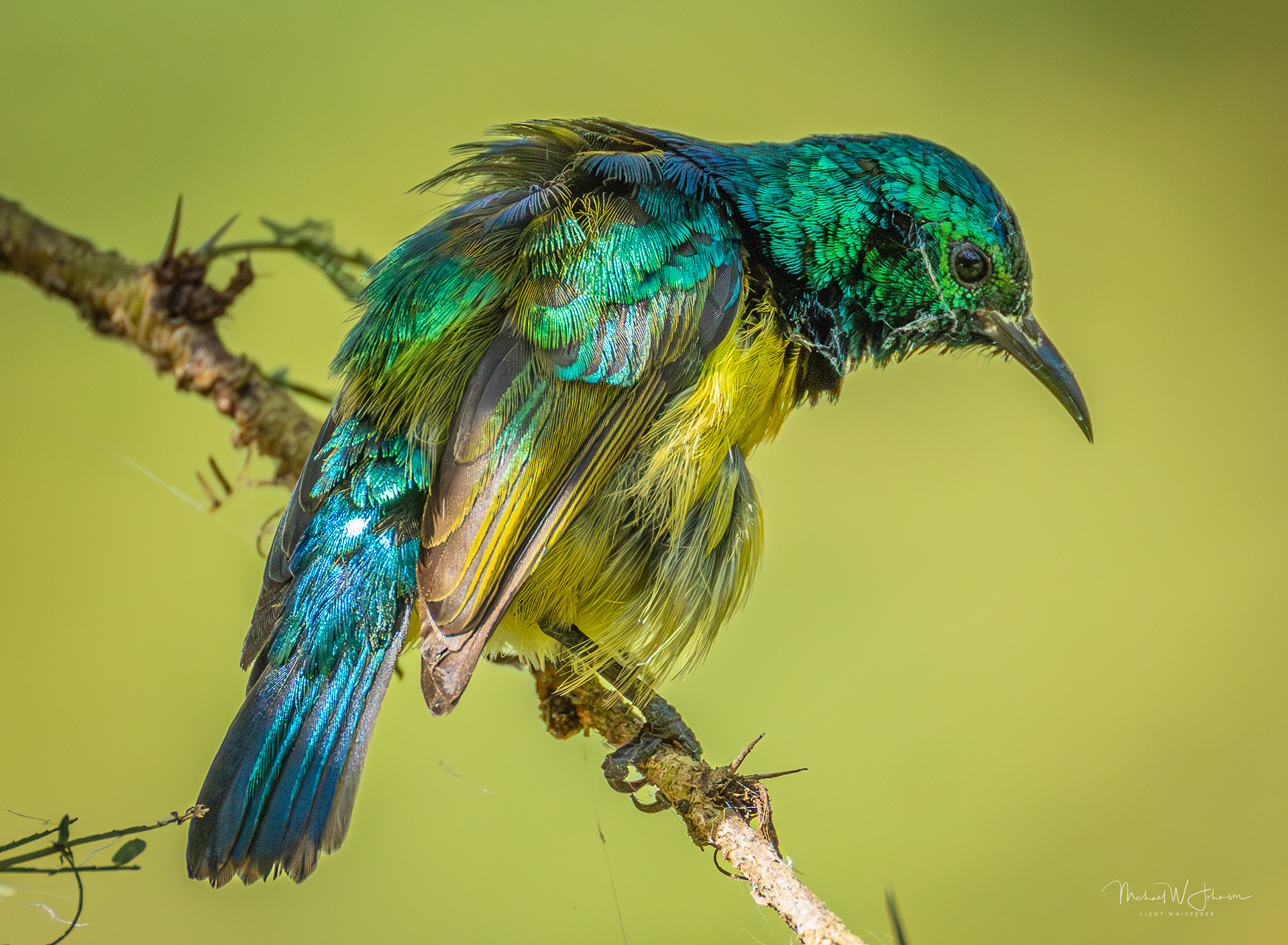 Collared Sunbird
