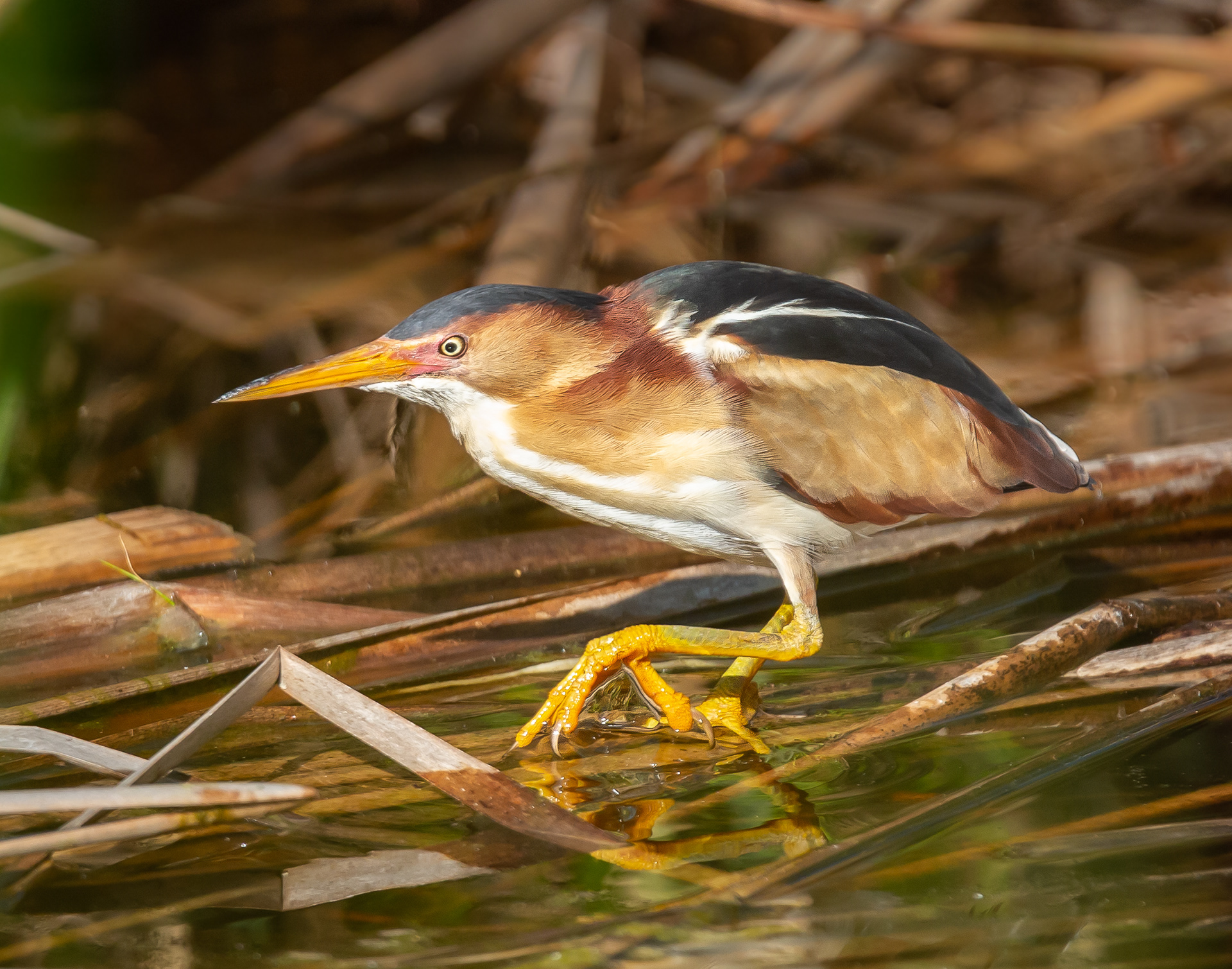 Least Bittern