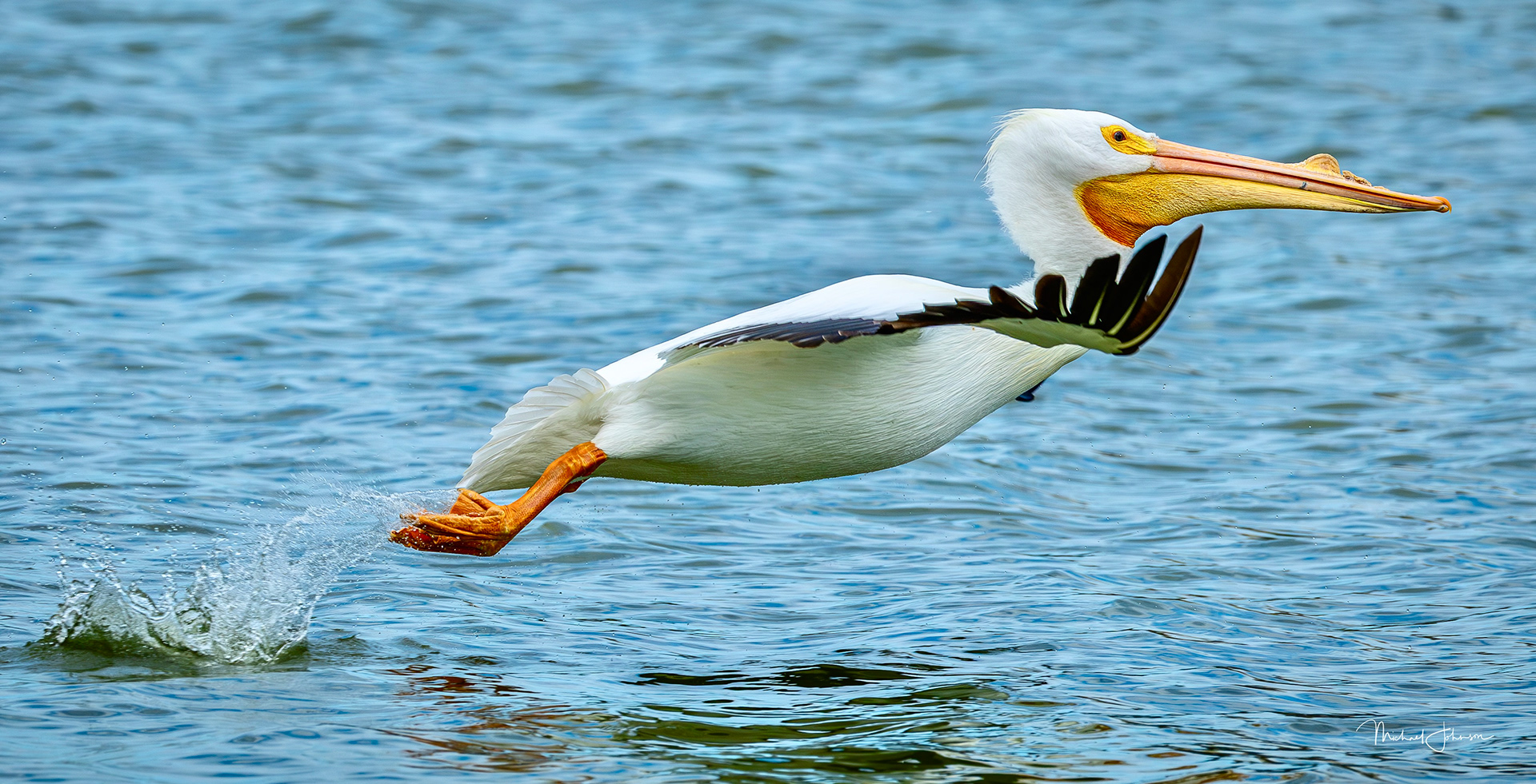 White Pelican