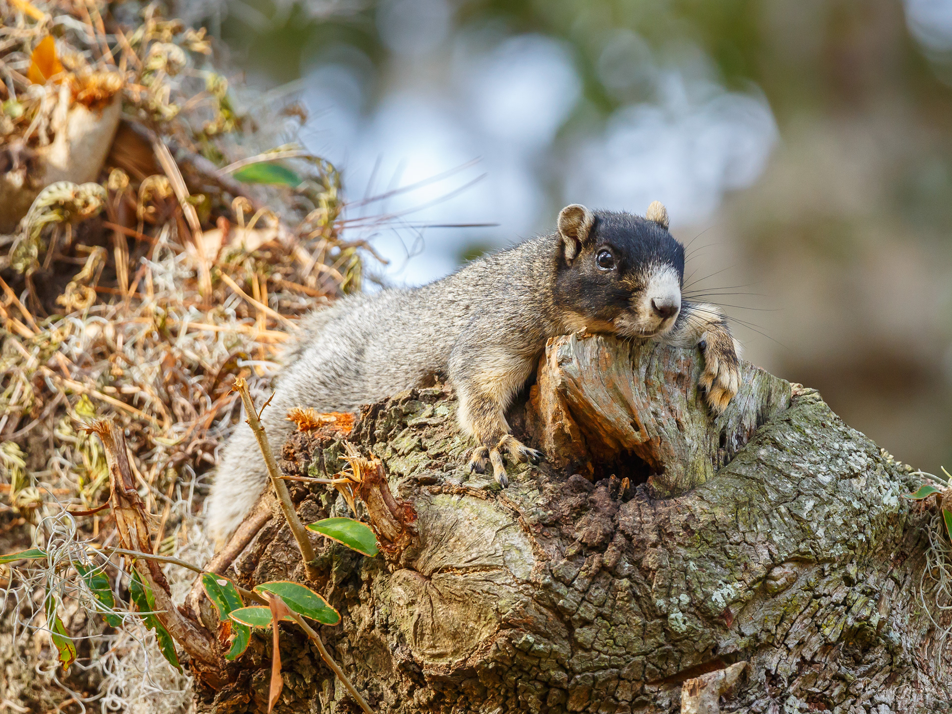 Grey Fox Squirrel