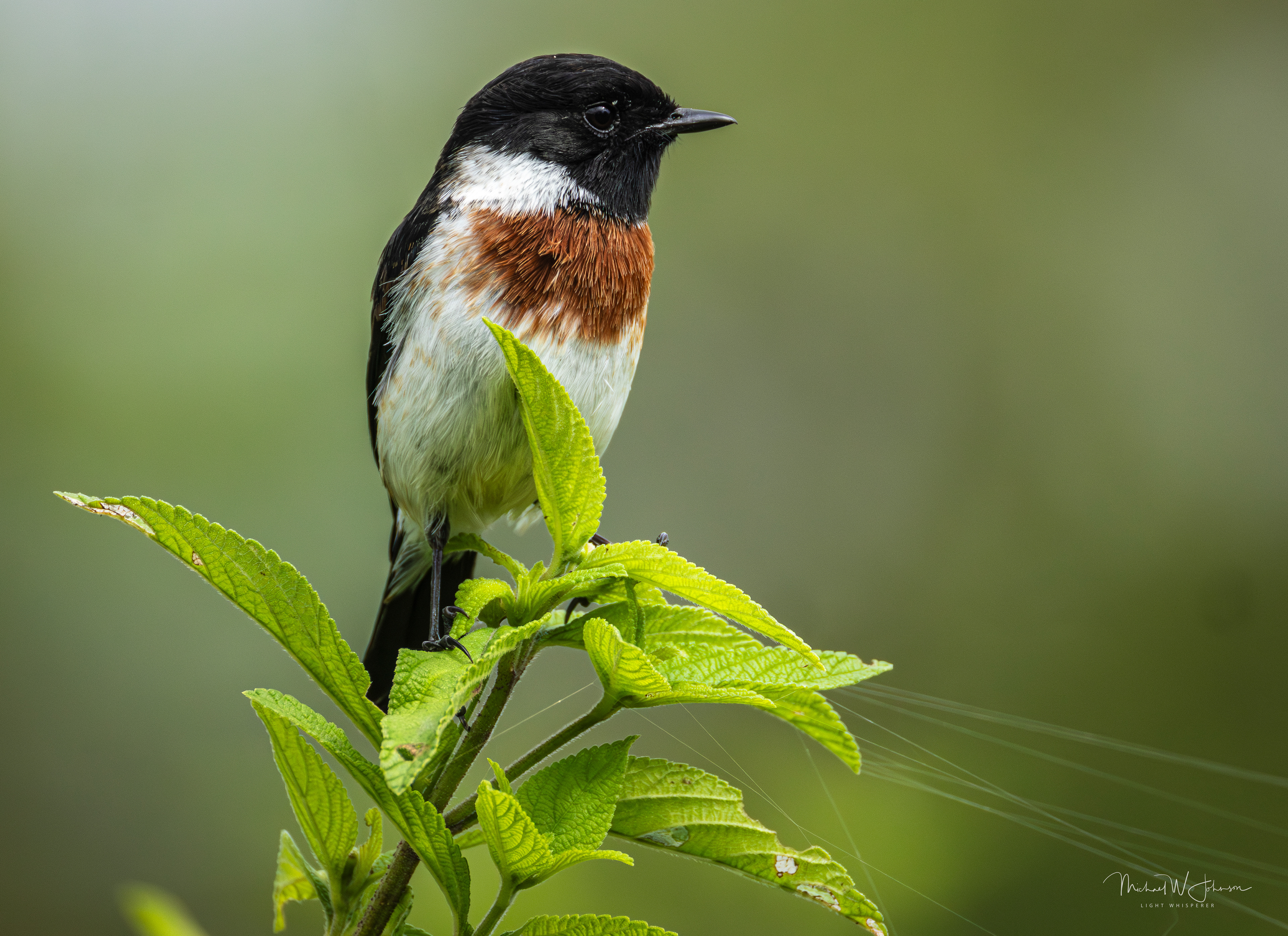 African Stonechat