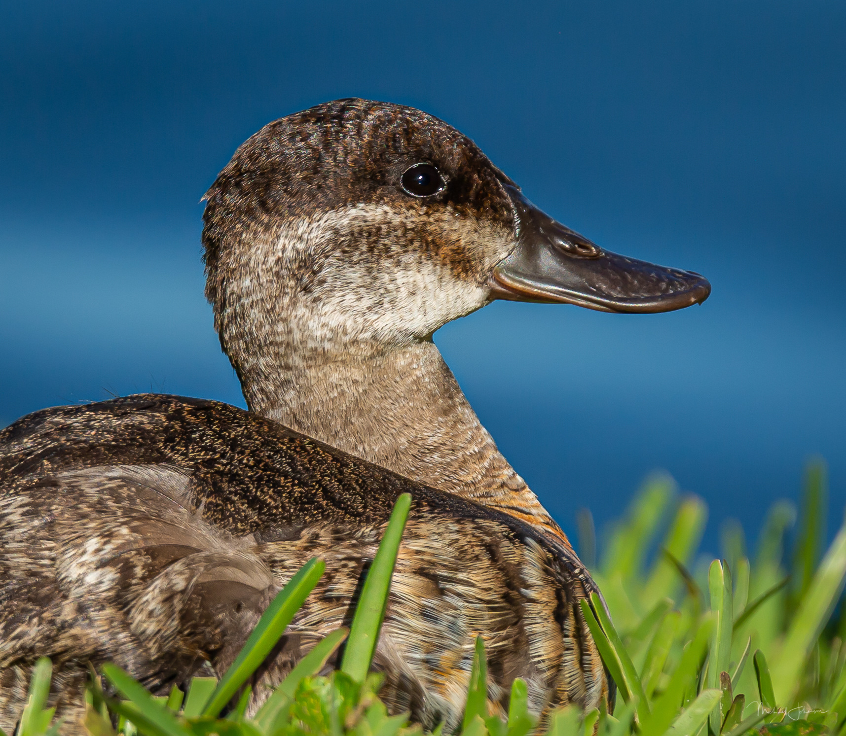 Ruddy Duck