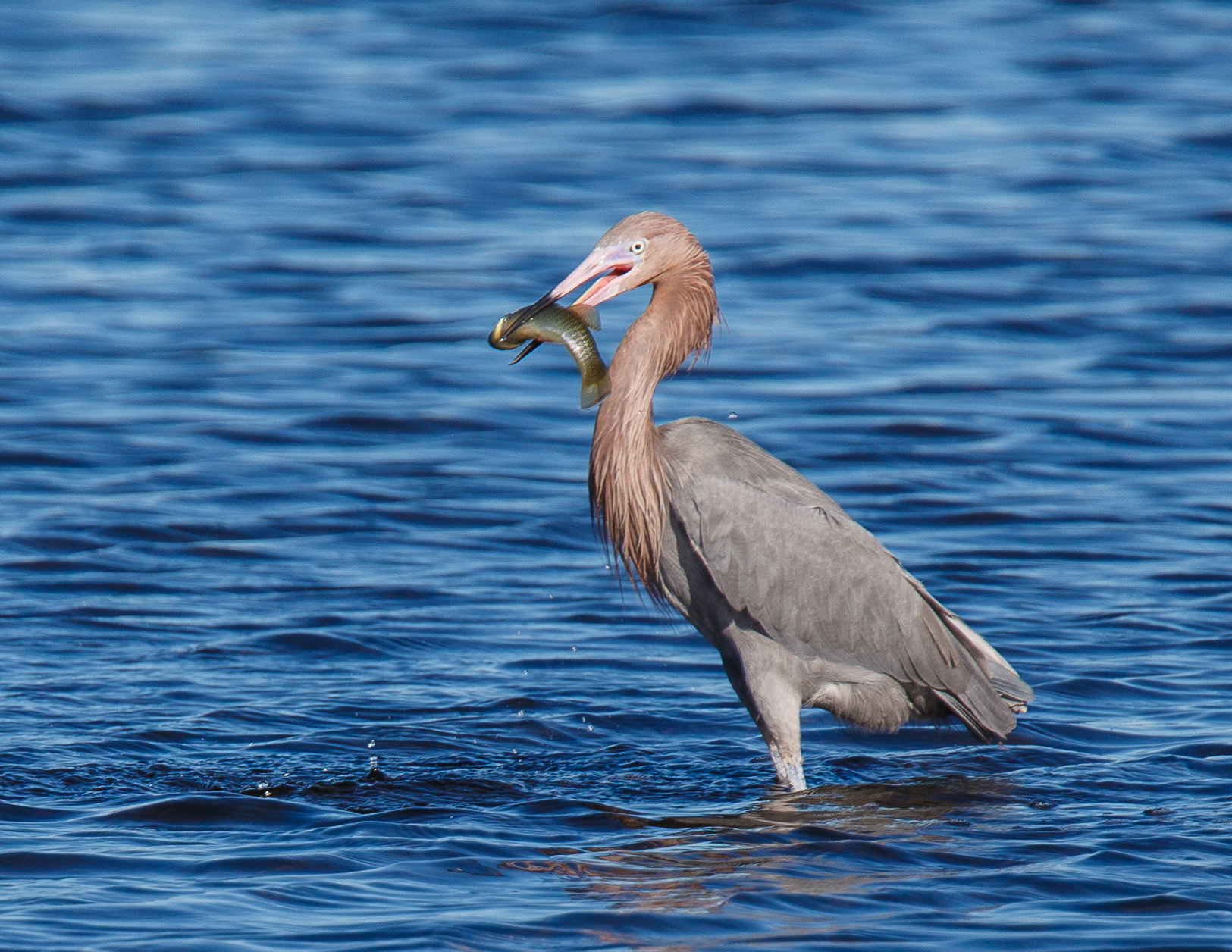 Reddish Egret