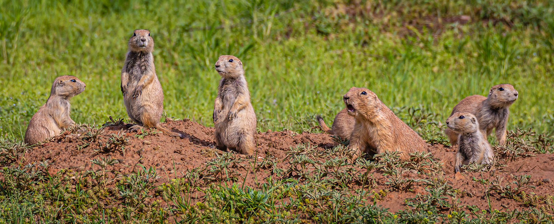 Prairie Dog
