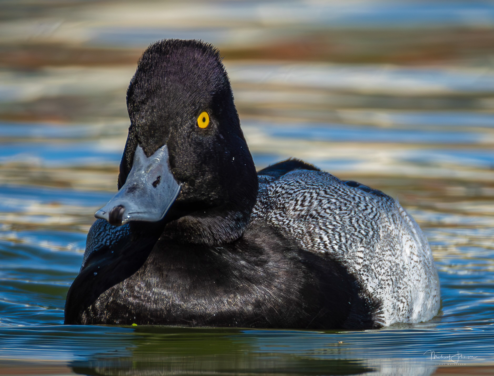Greater Scaup