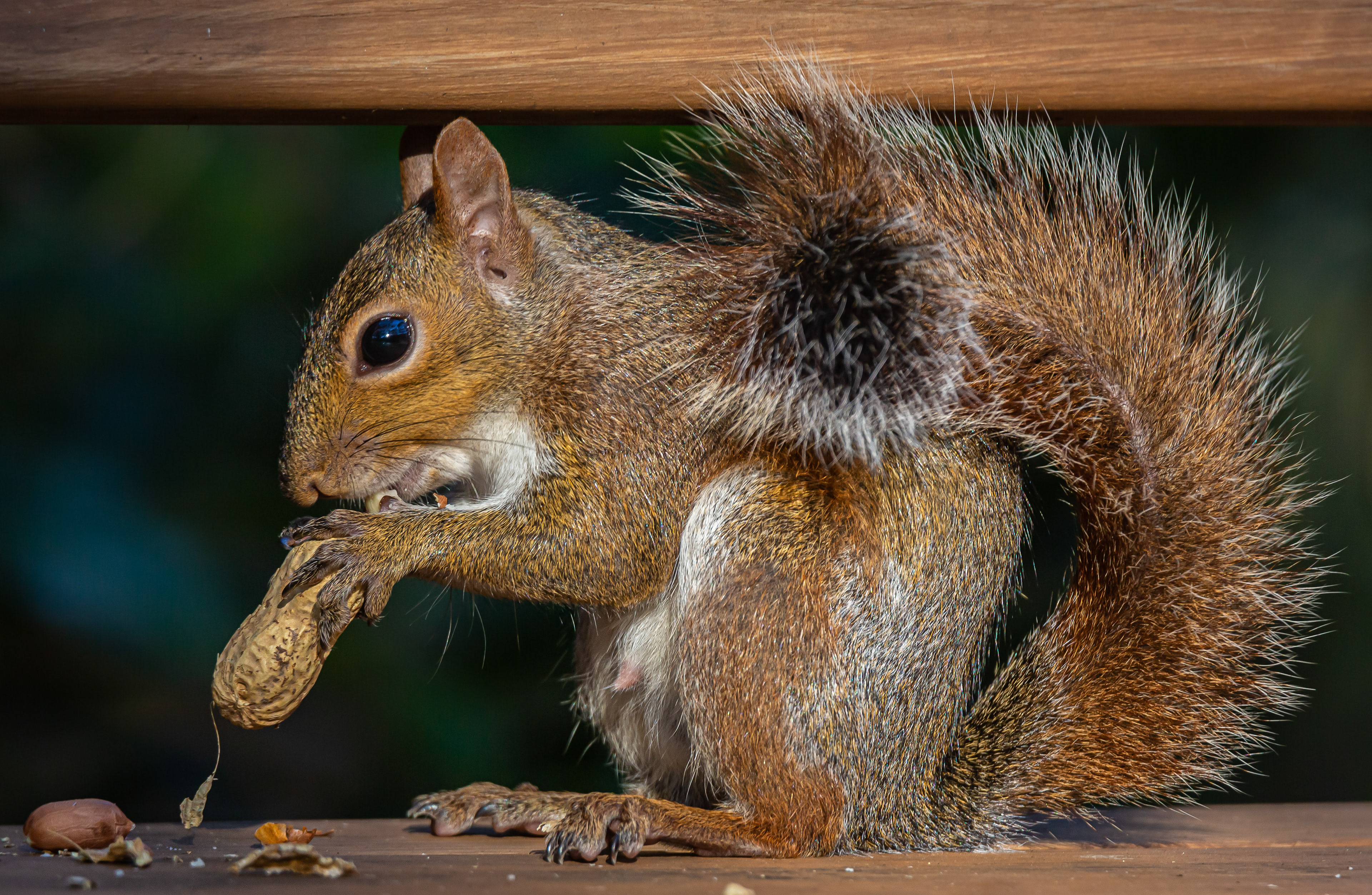 Grey Squirrel