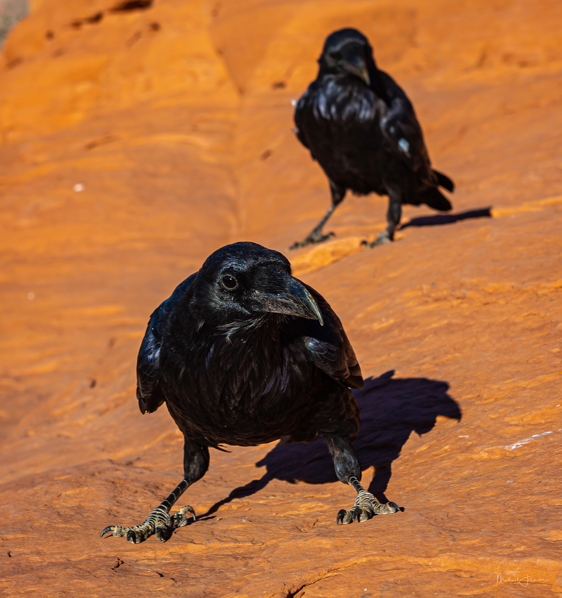 Arches National Park - Delicate Arch - Ravens
