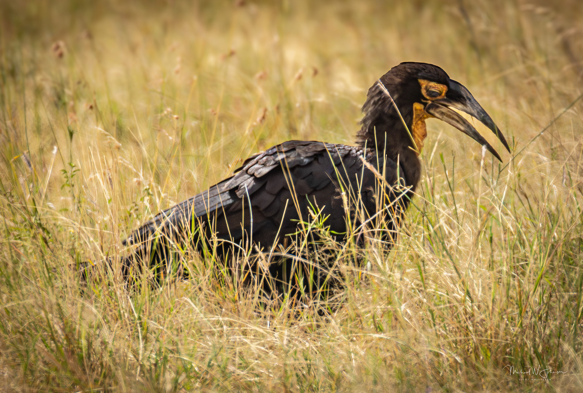 Southern Ground Hornbill