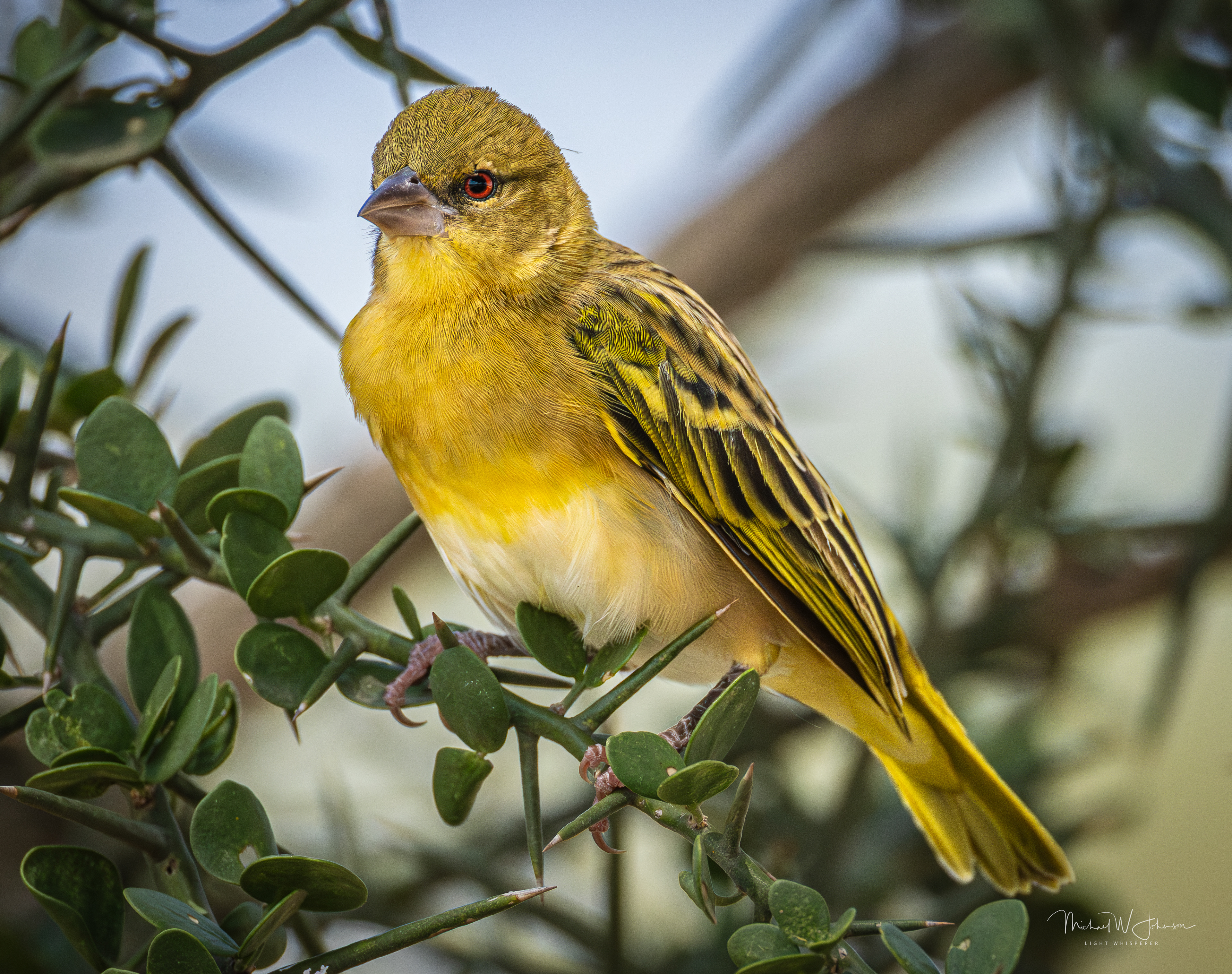 Vitelline Masked-Weaver