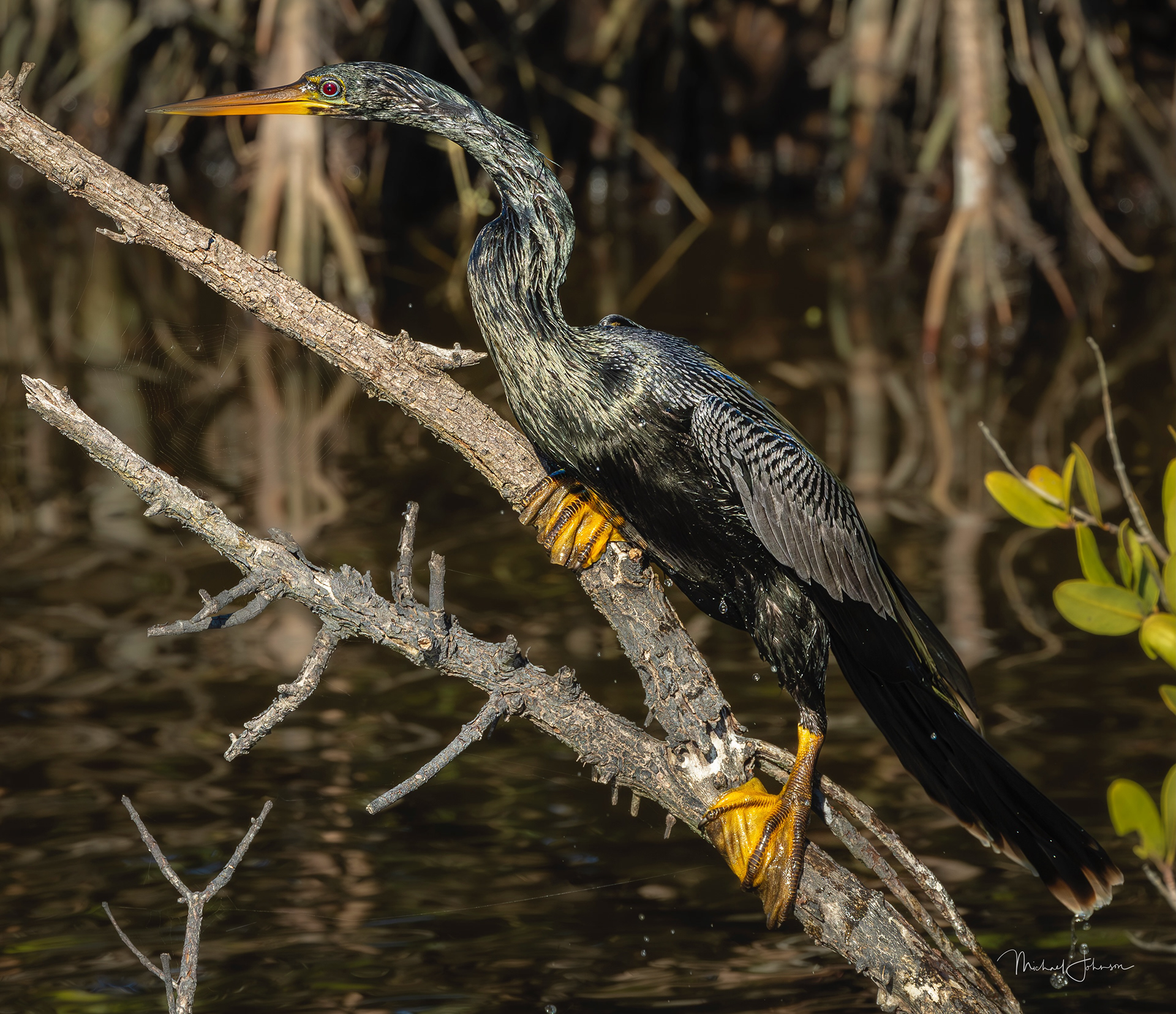 Anhinga