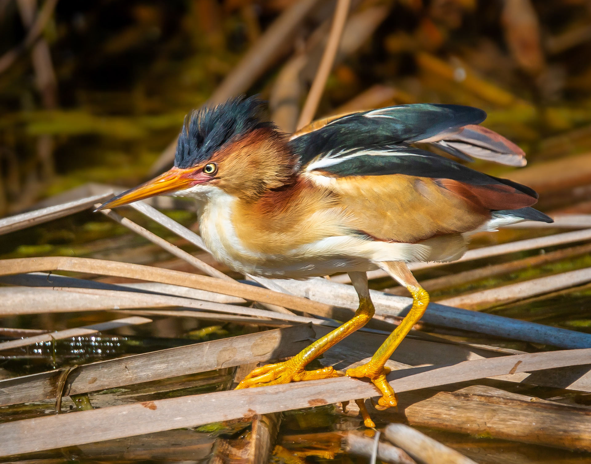 Least Bittern
