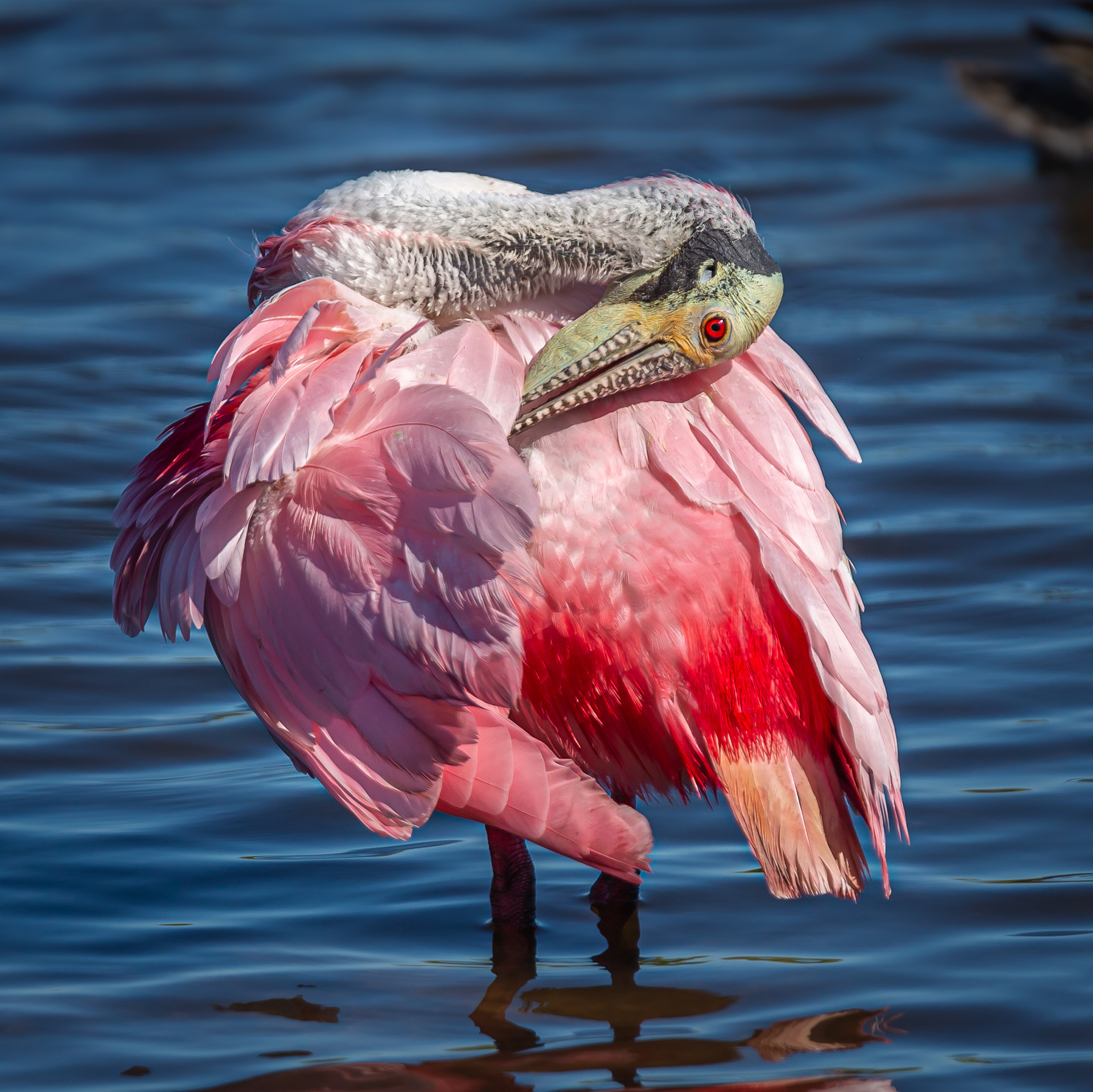 Roseate Spoonbill