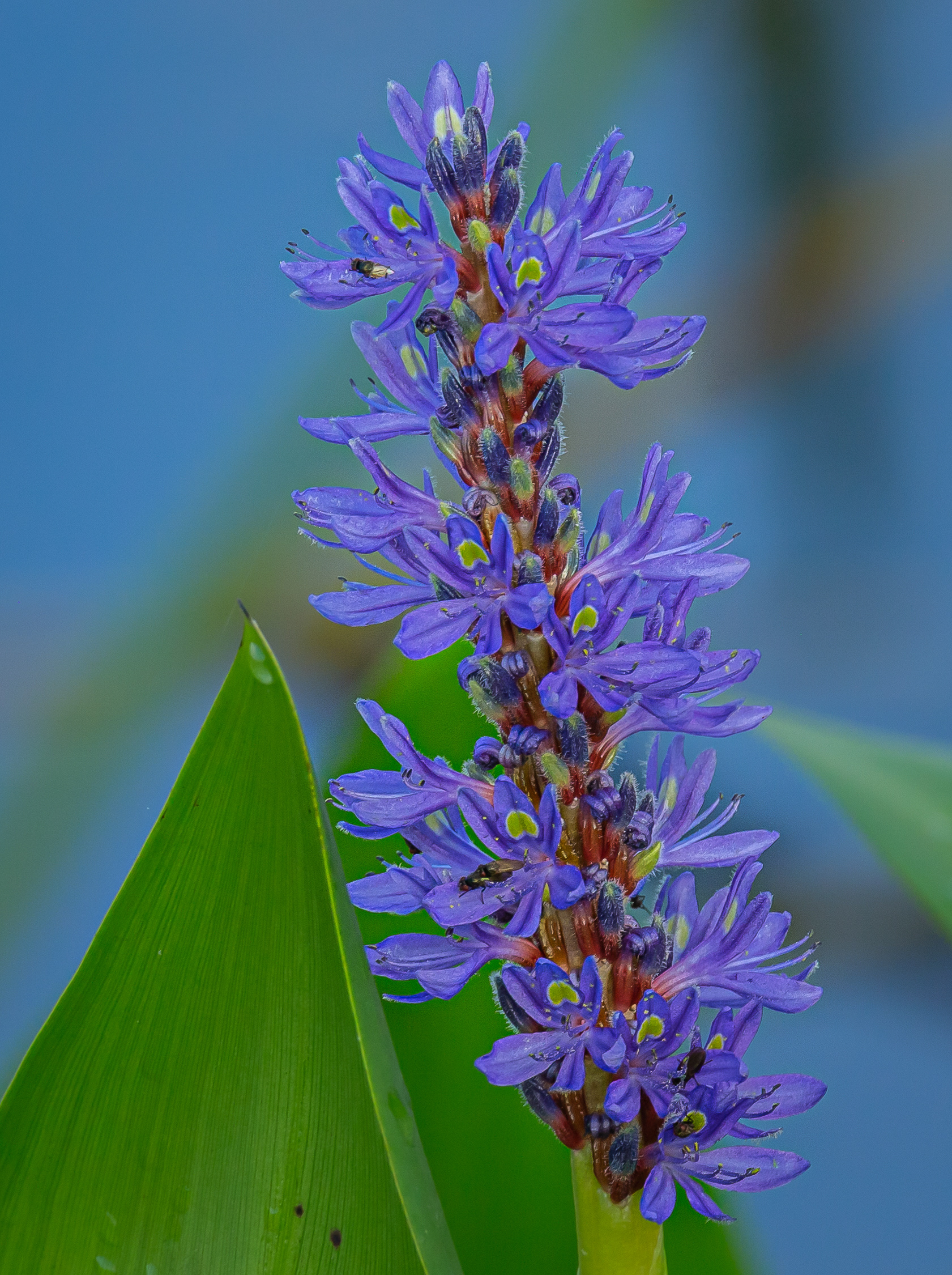 Pickerel Weed