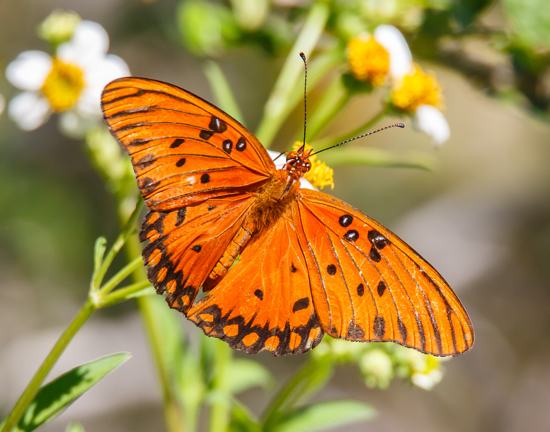Gulf Fritillary