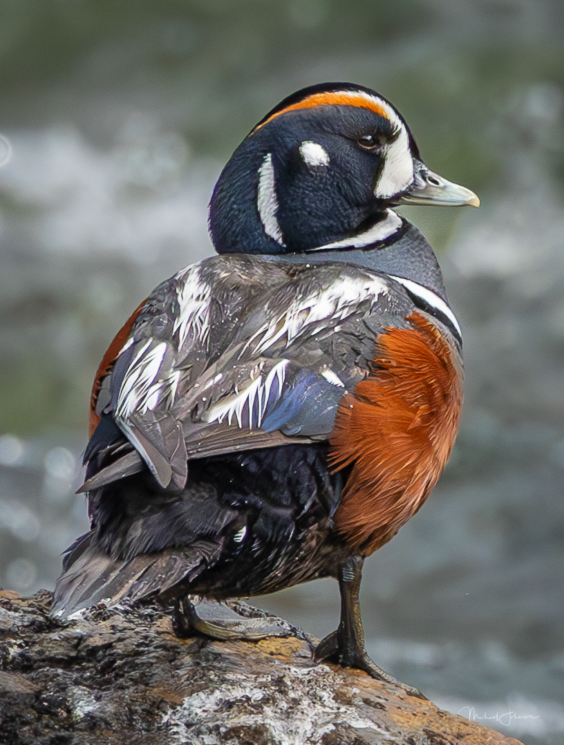 Harlequin Duck