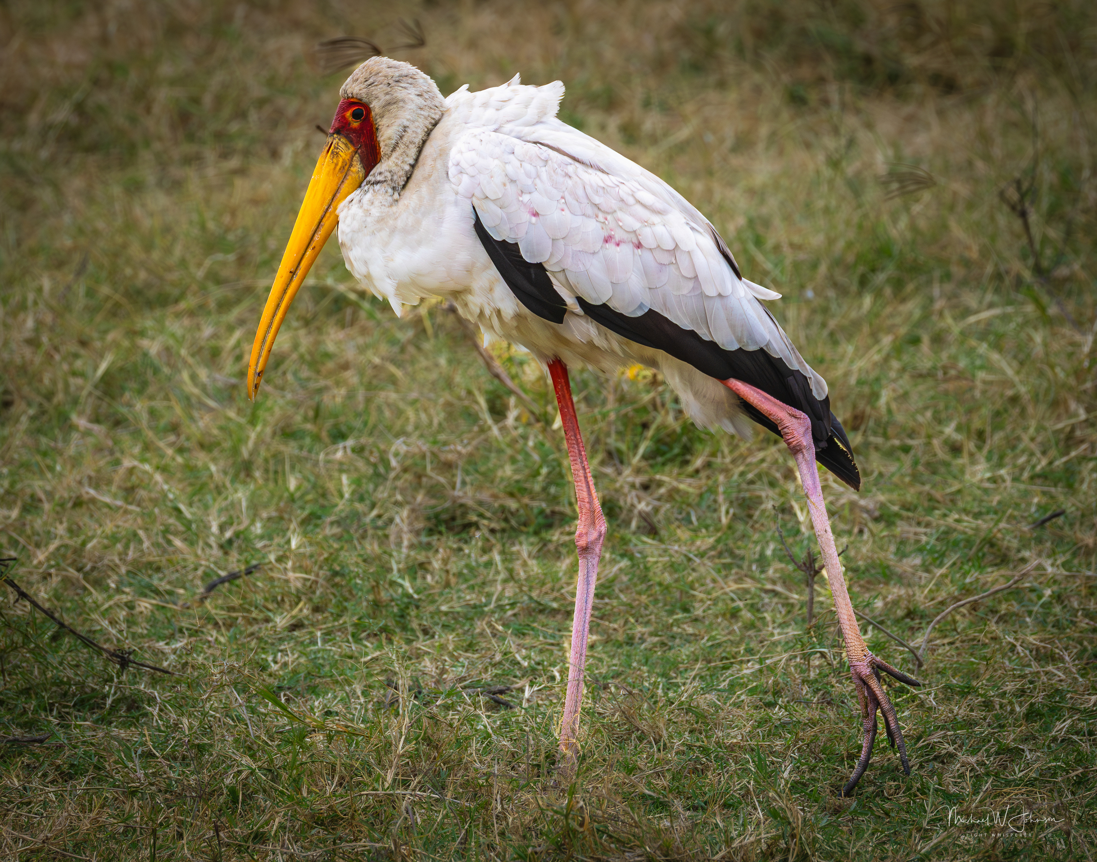Yellow-billed Stork