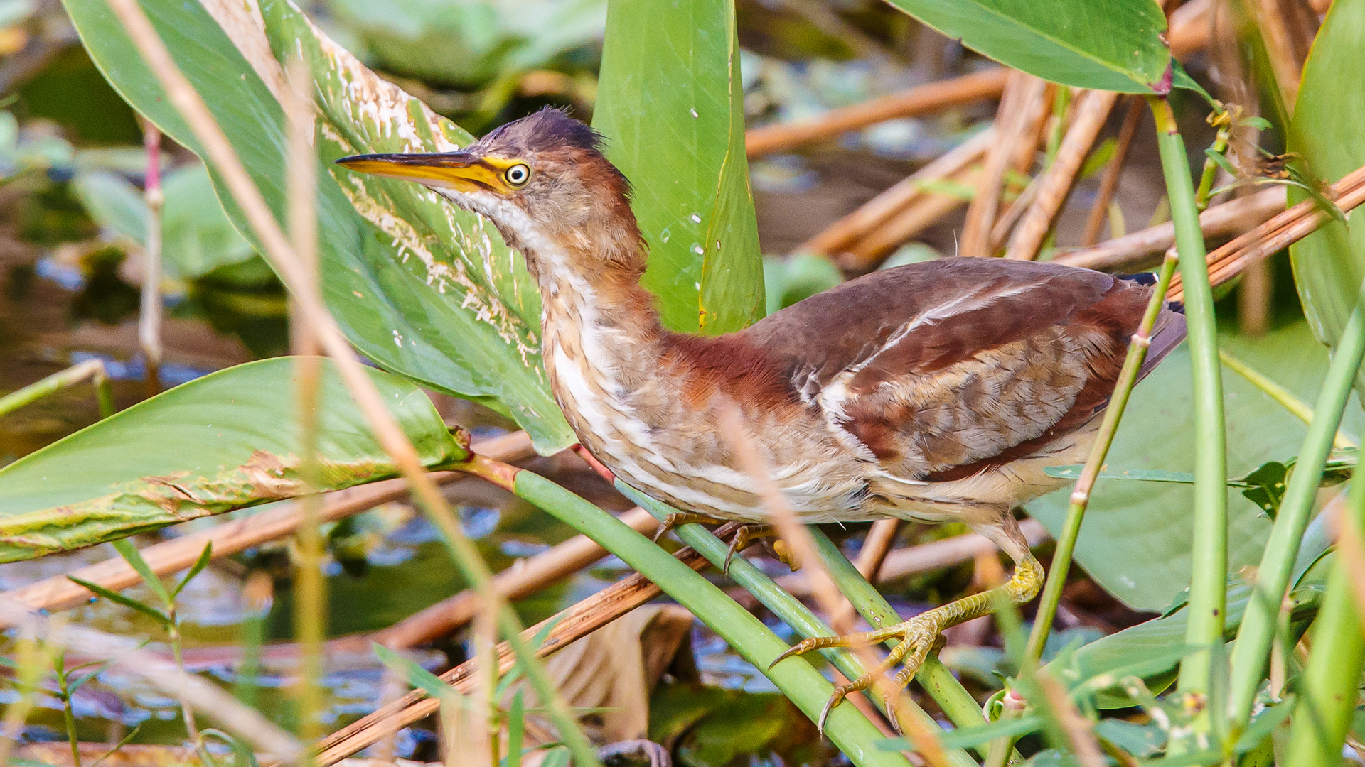 Least Bittern