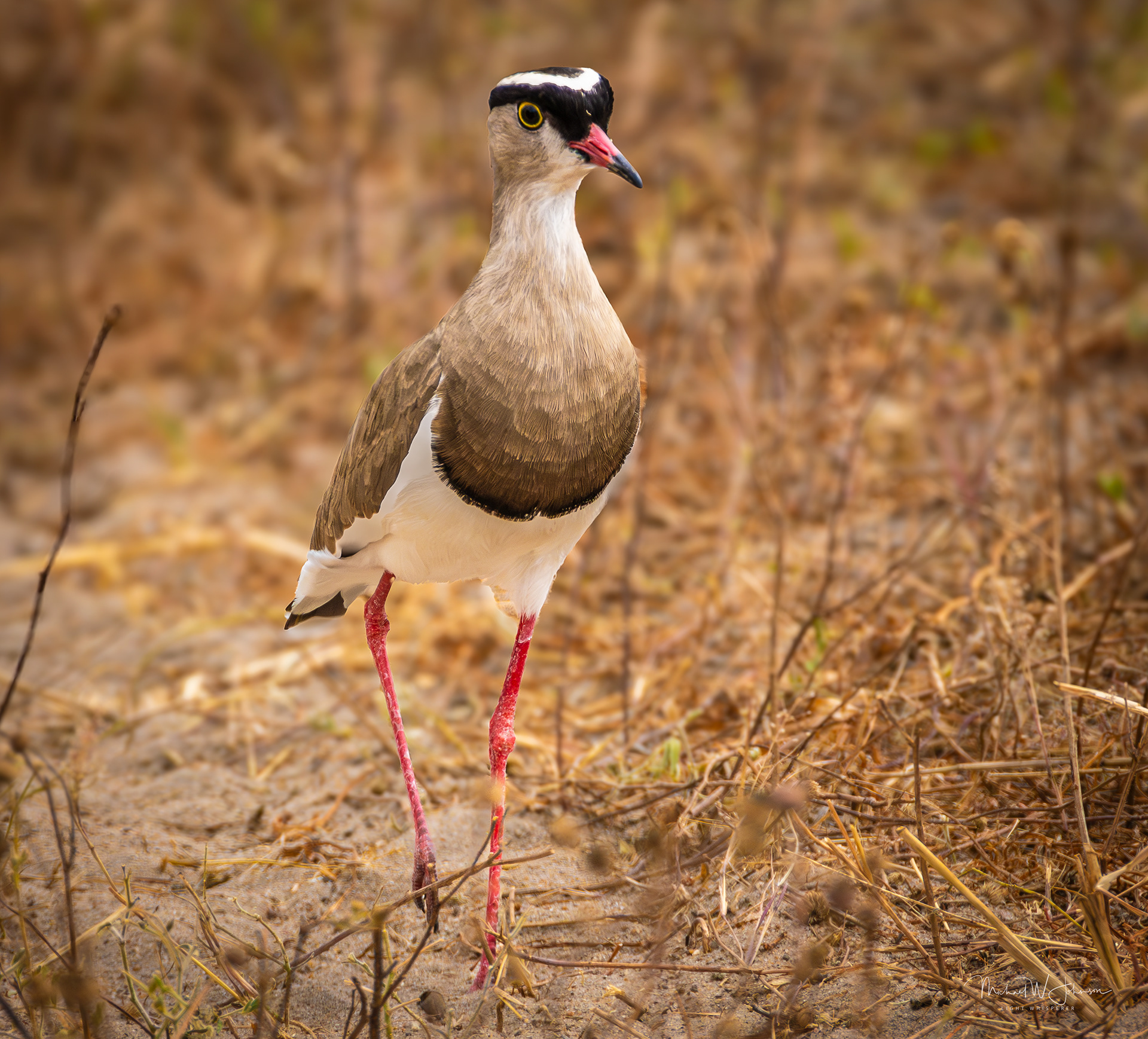 Crowned Lapwing