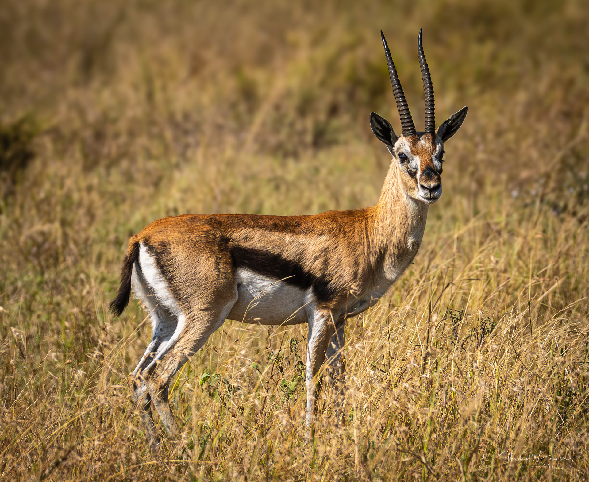 Thompson's Gazelle