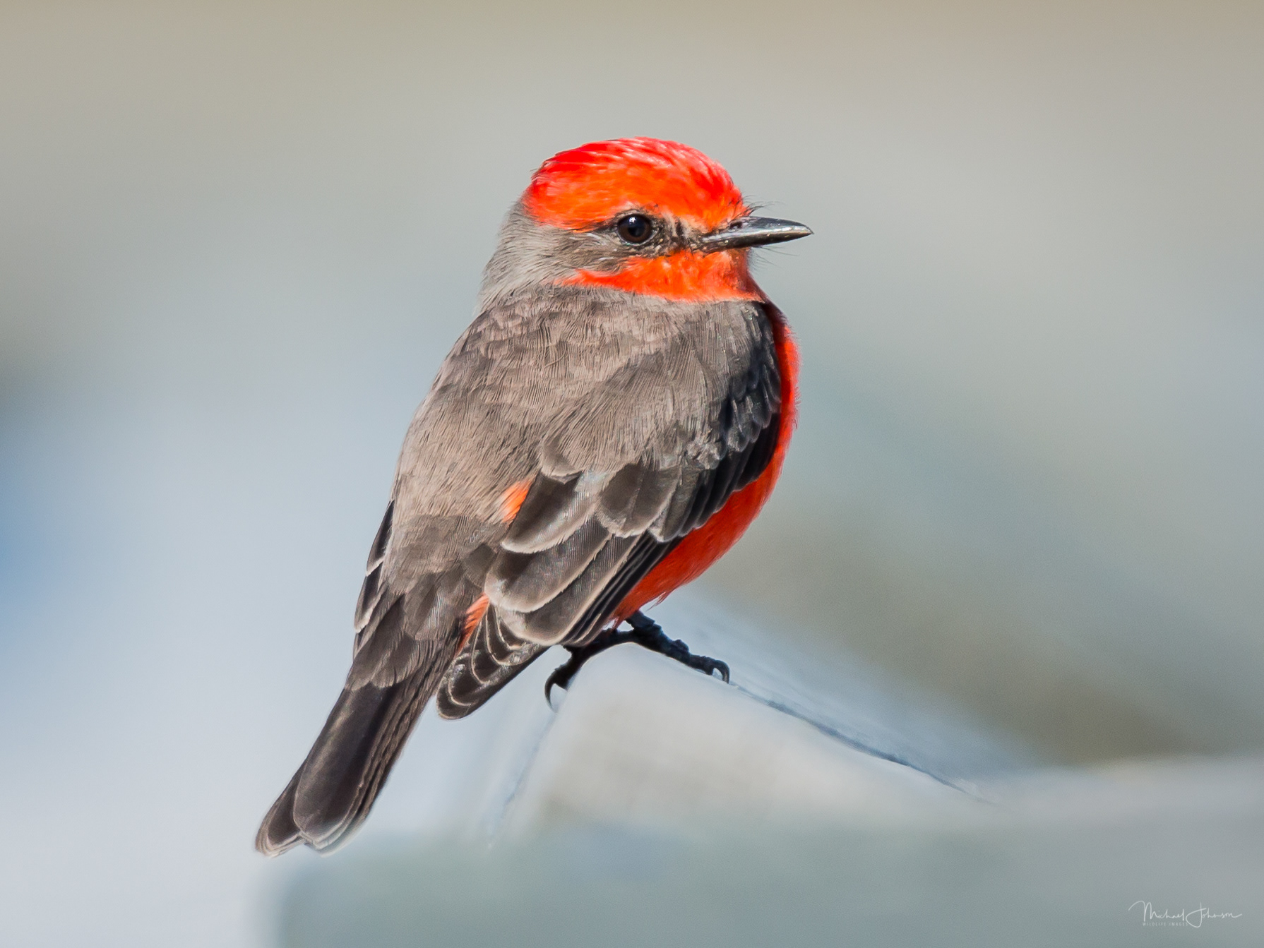 Vermilion Flycatcher