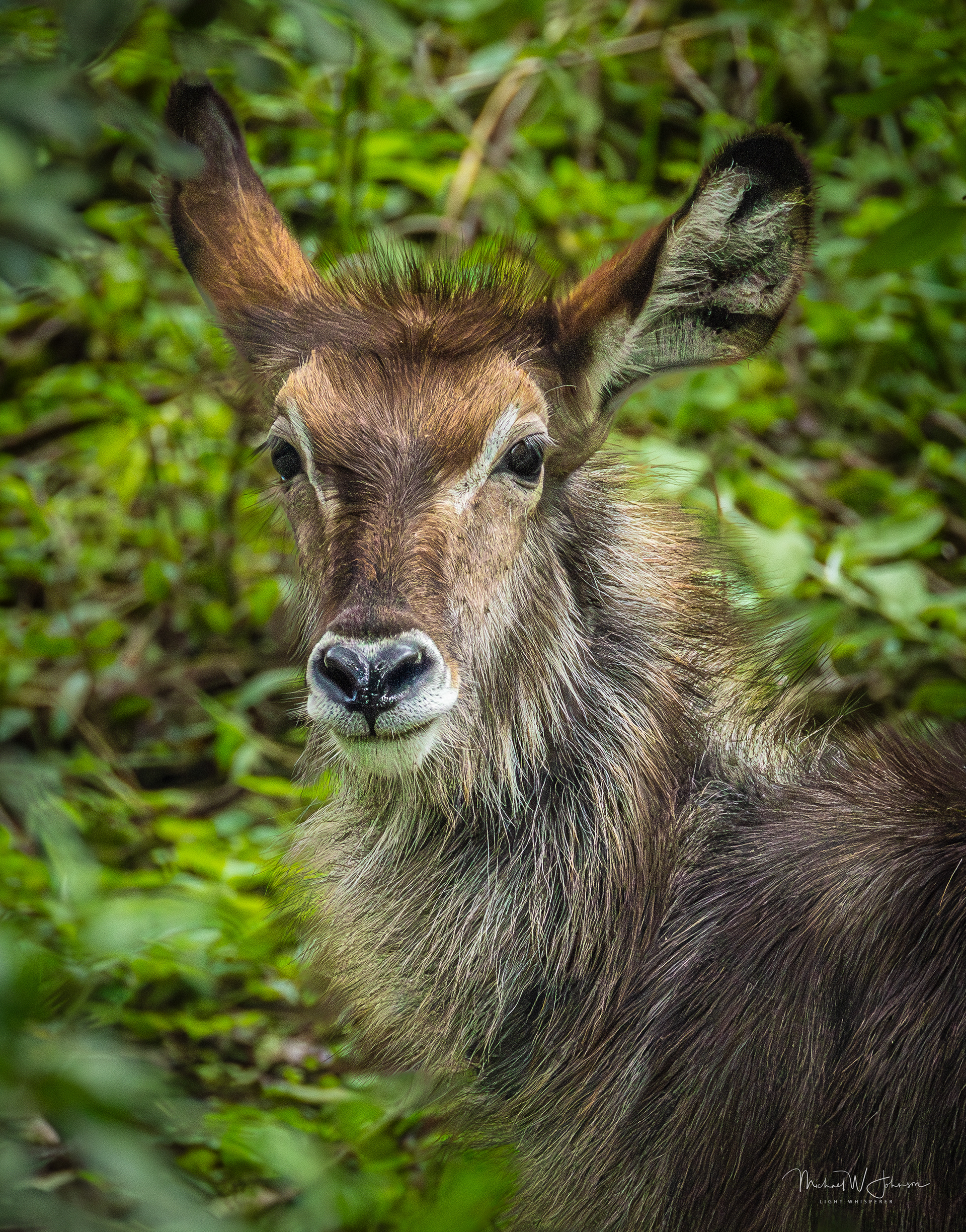 Waterbuck
