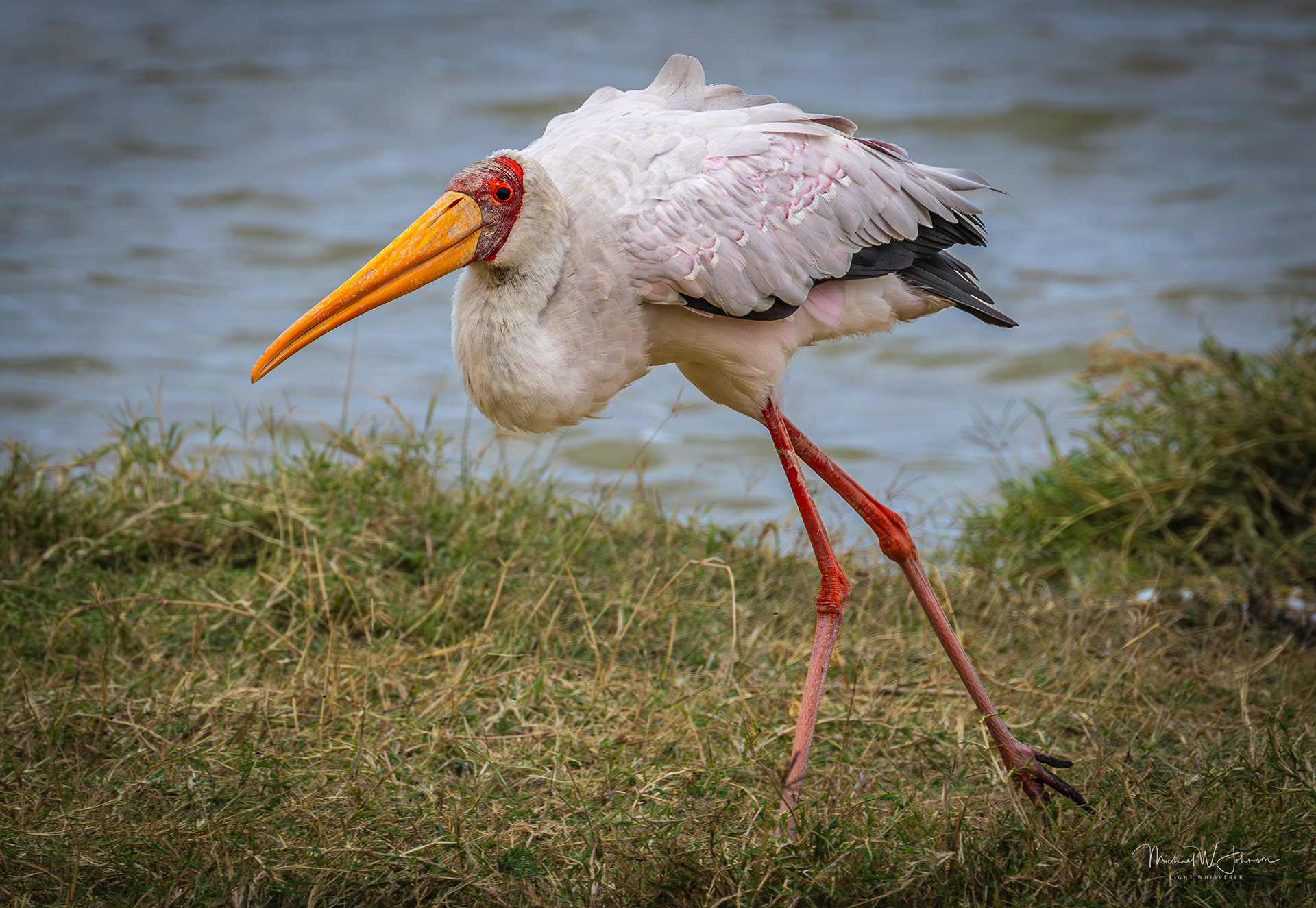 Yellow-billed Stork