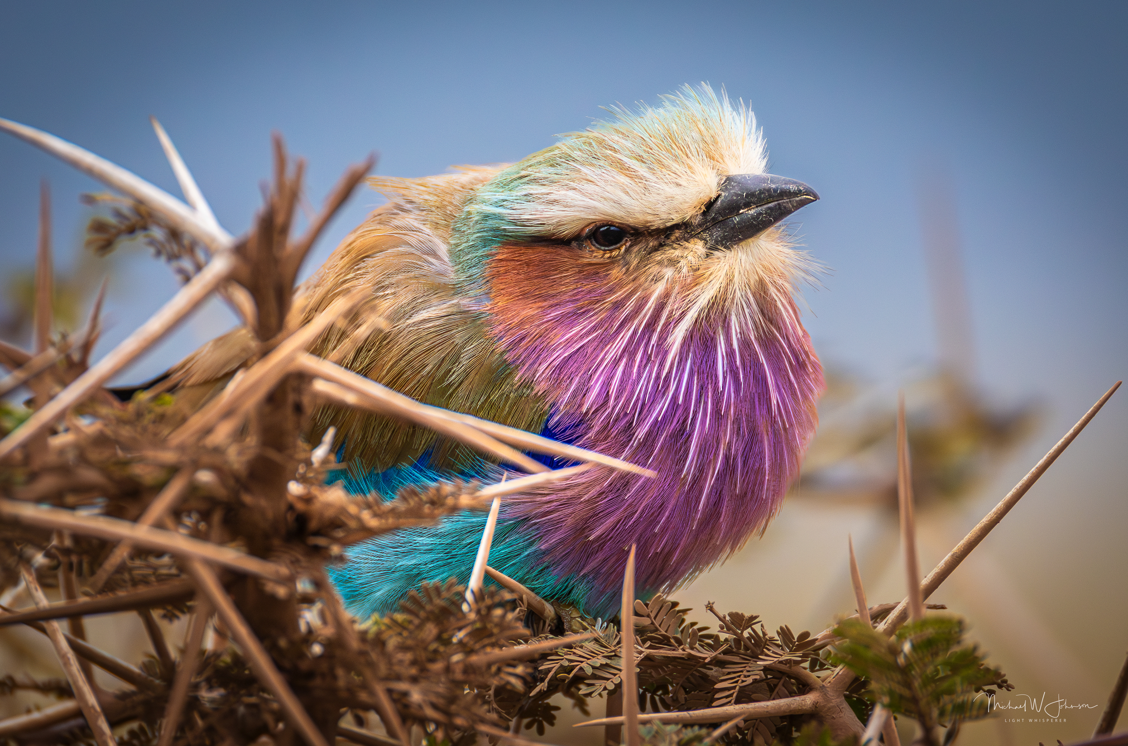 Lilac-breasted Roller