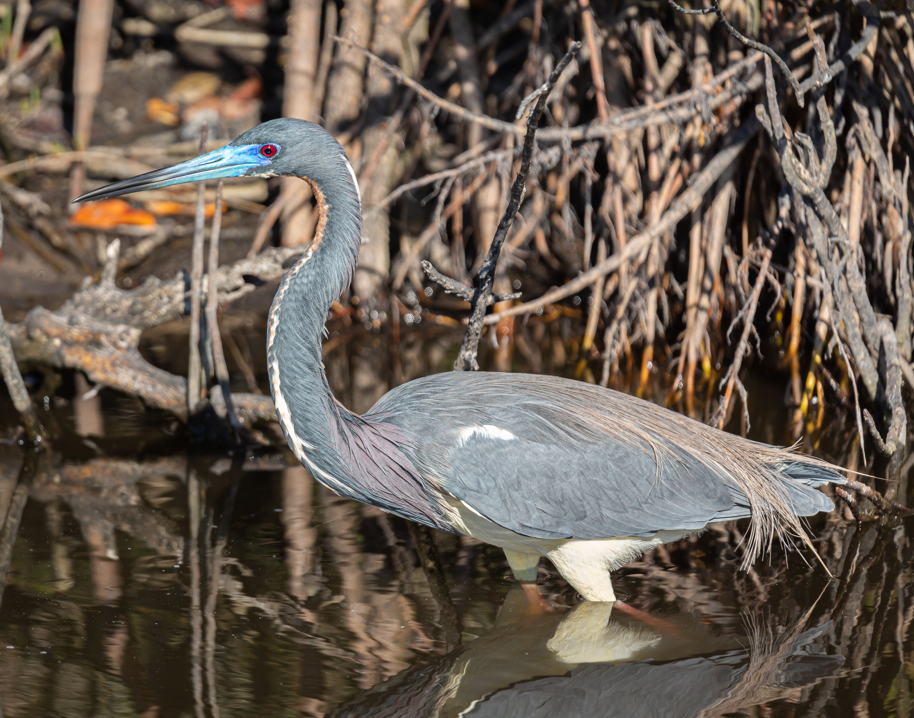 Tricolored Heron