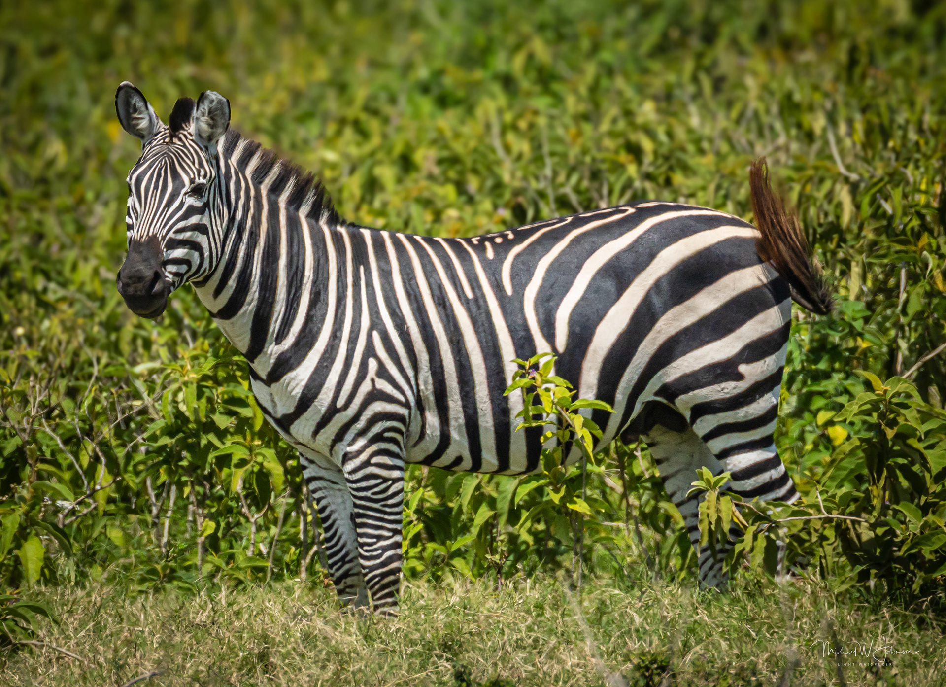 Zebra