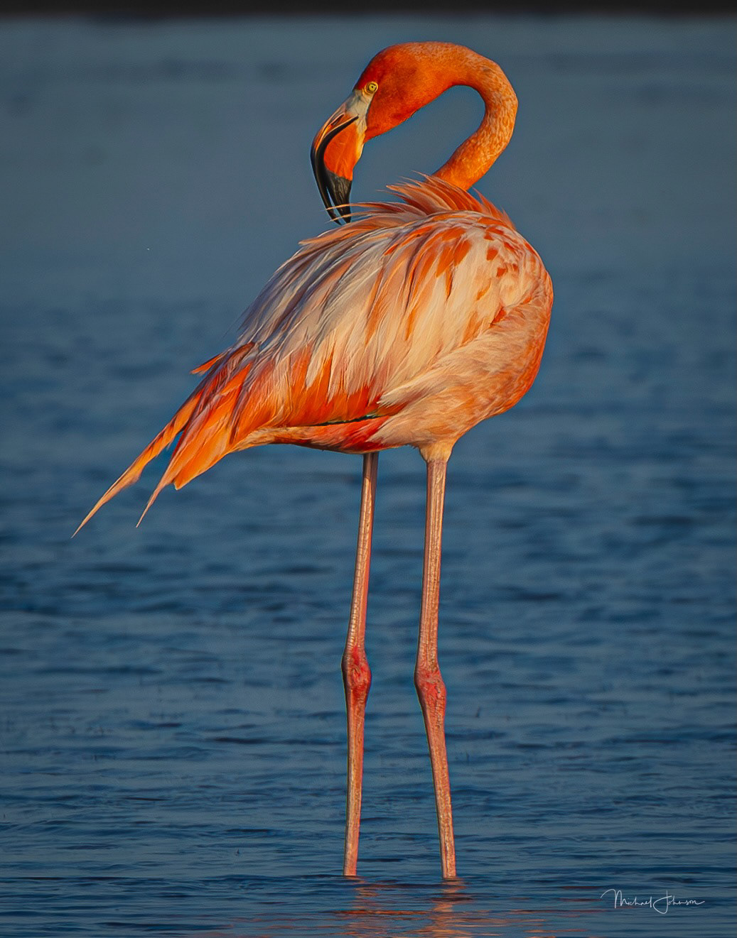American Flamingo