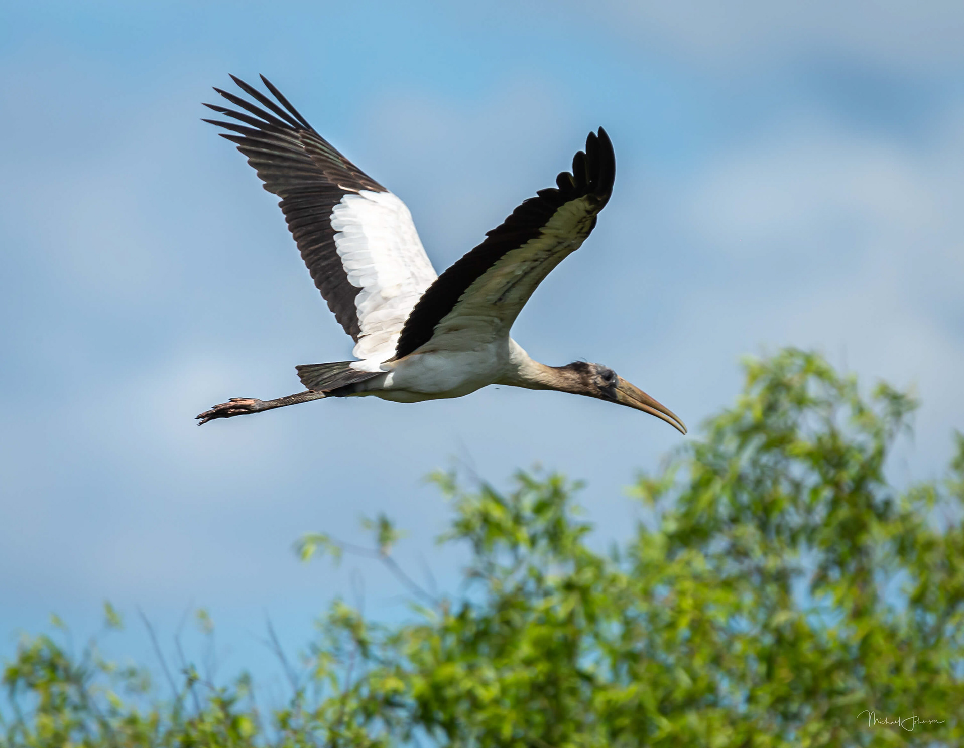Wood Stork