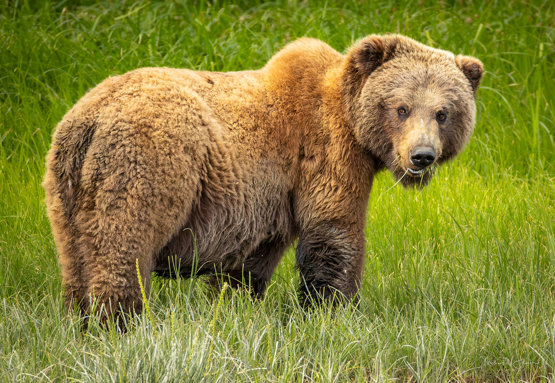 Brown Bear - Big Sow