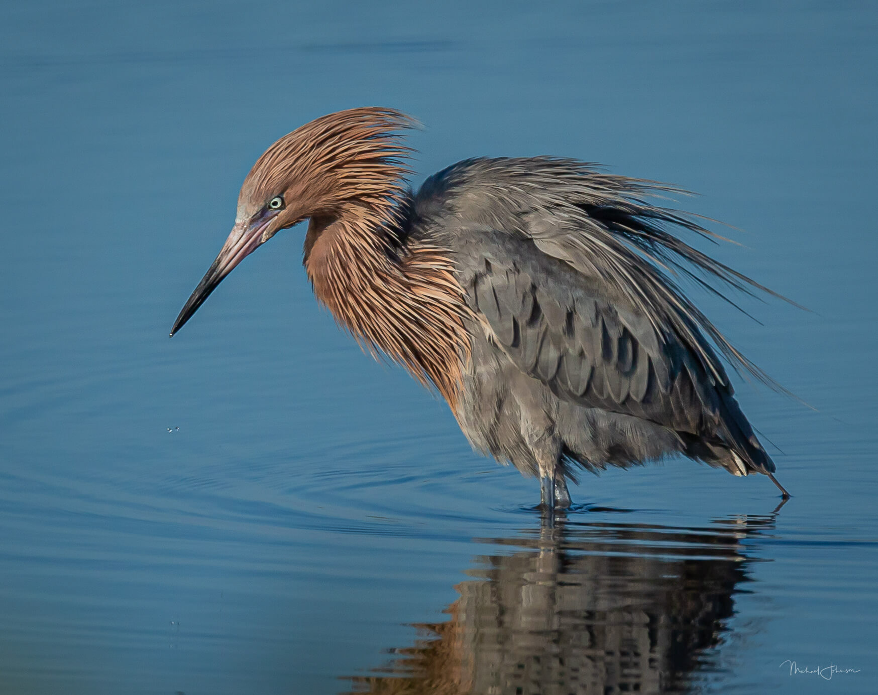 Reddish Egret