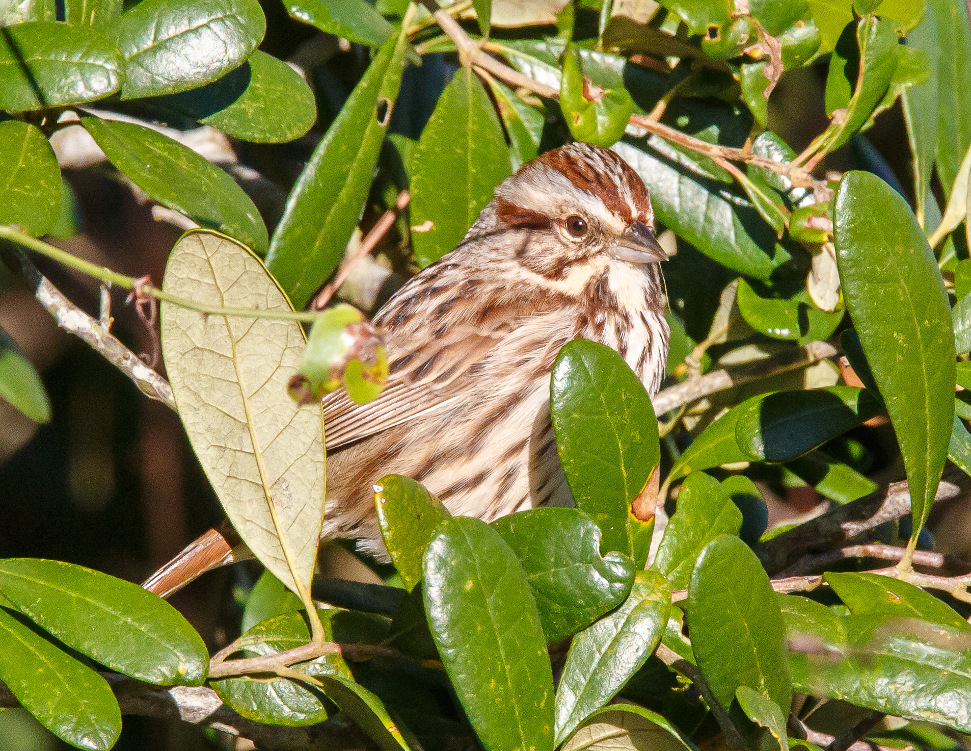 Song Sparrow