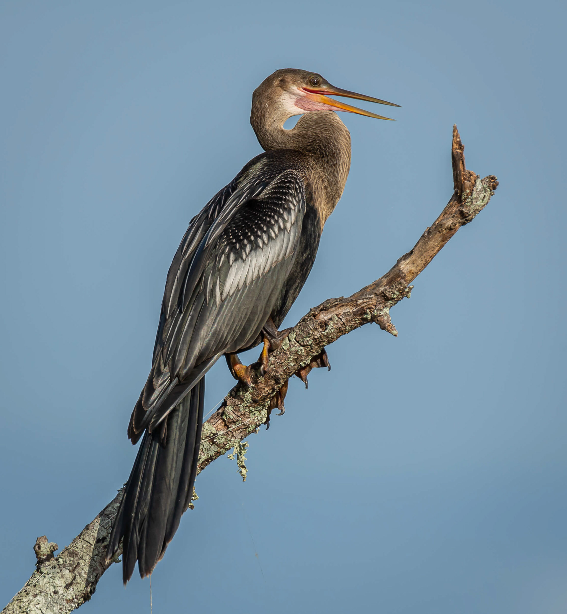 Anhinga