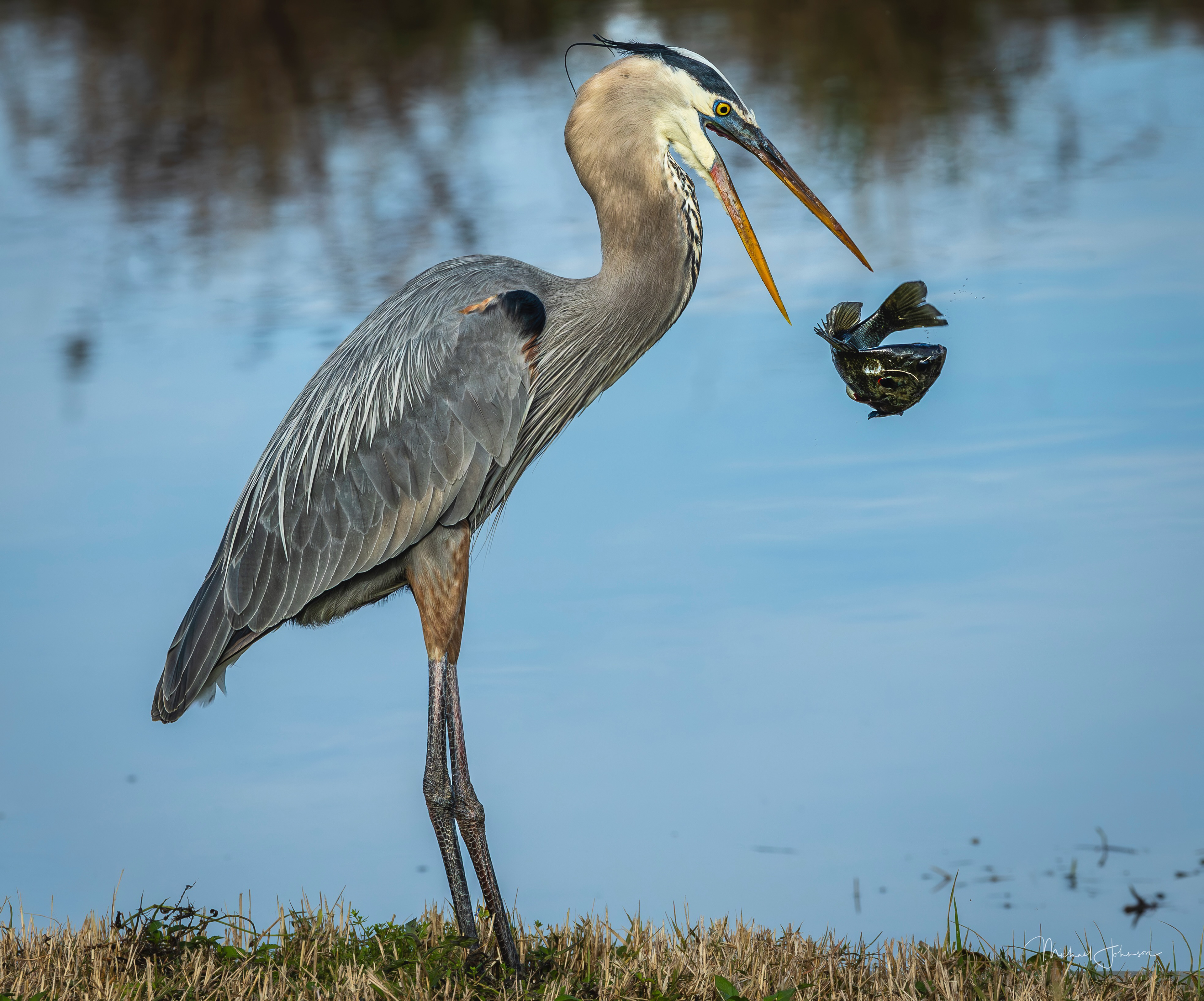 Great Blue Heron