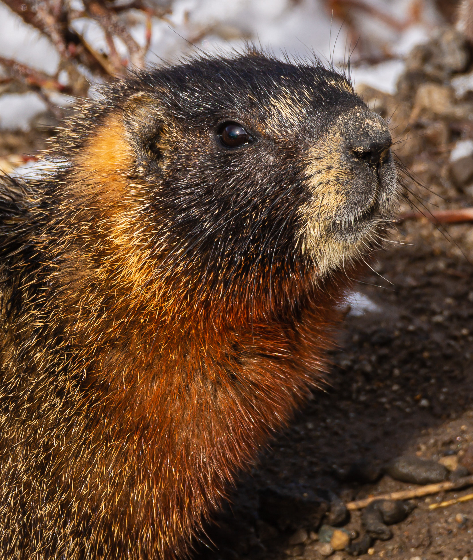 Yellow-bellied Marmot