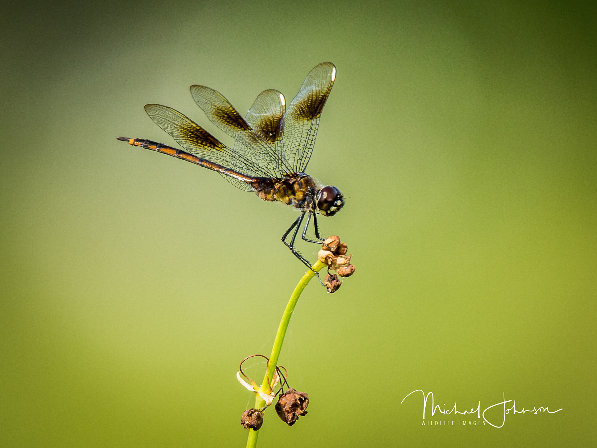 Four-spotted Pennant