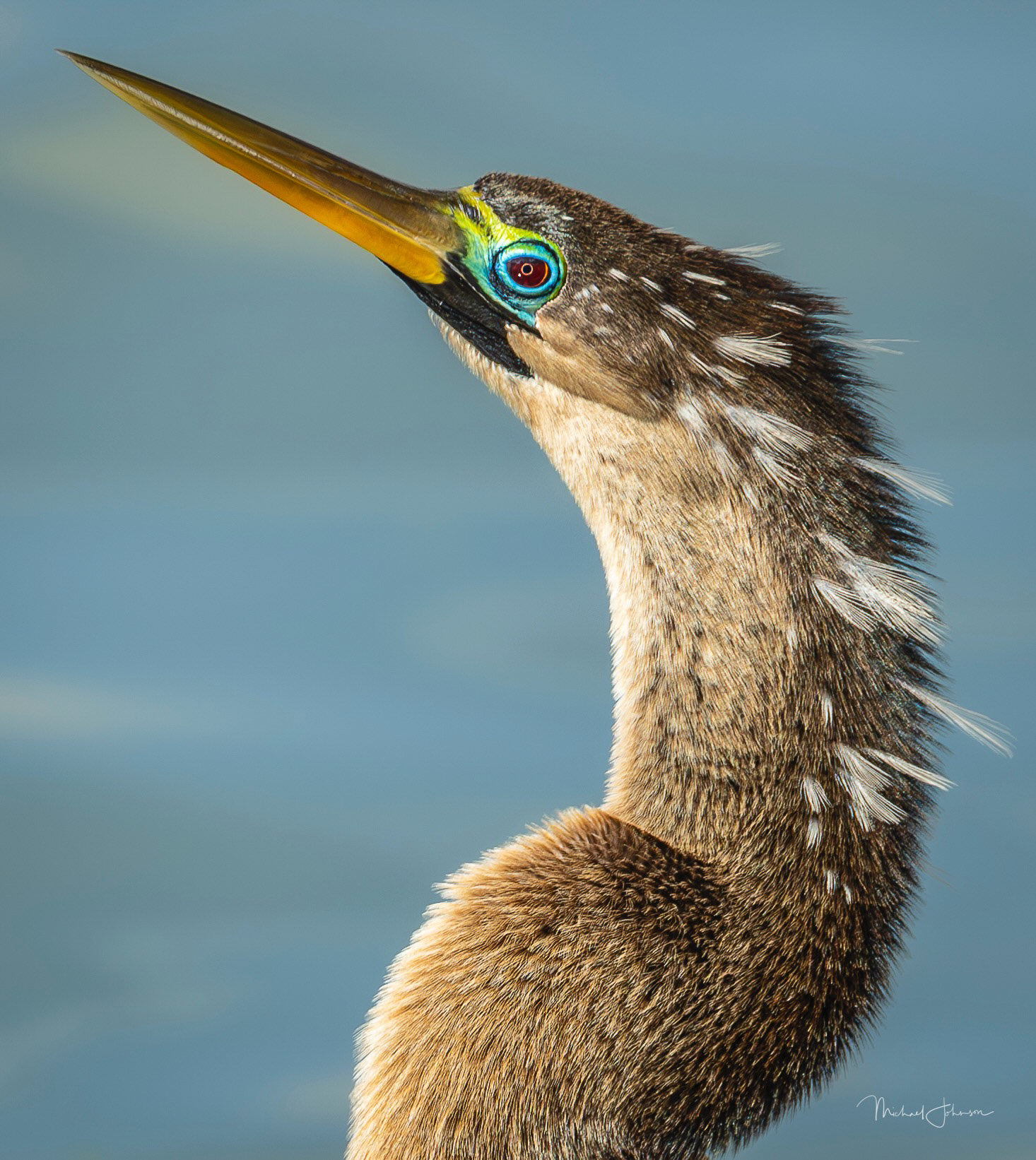 Anhinga