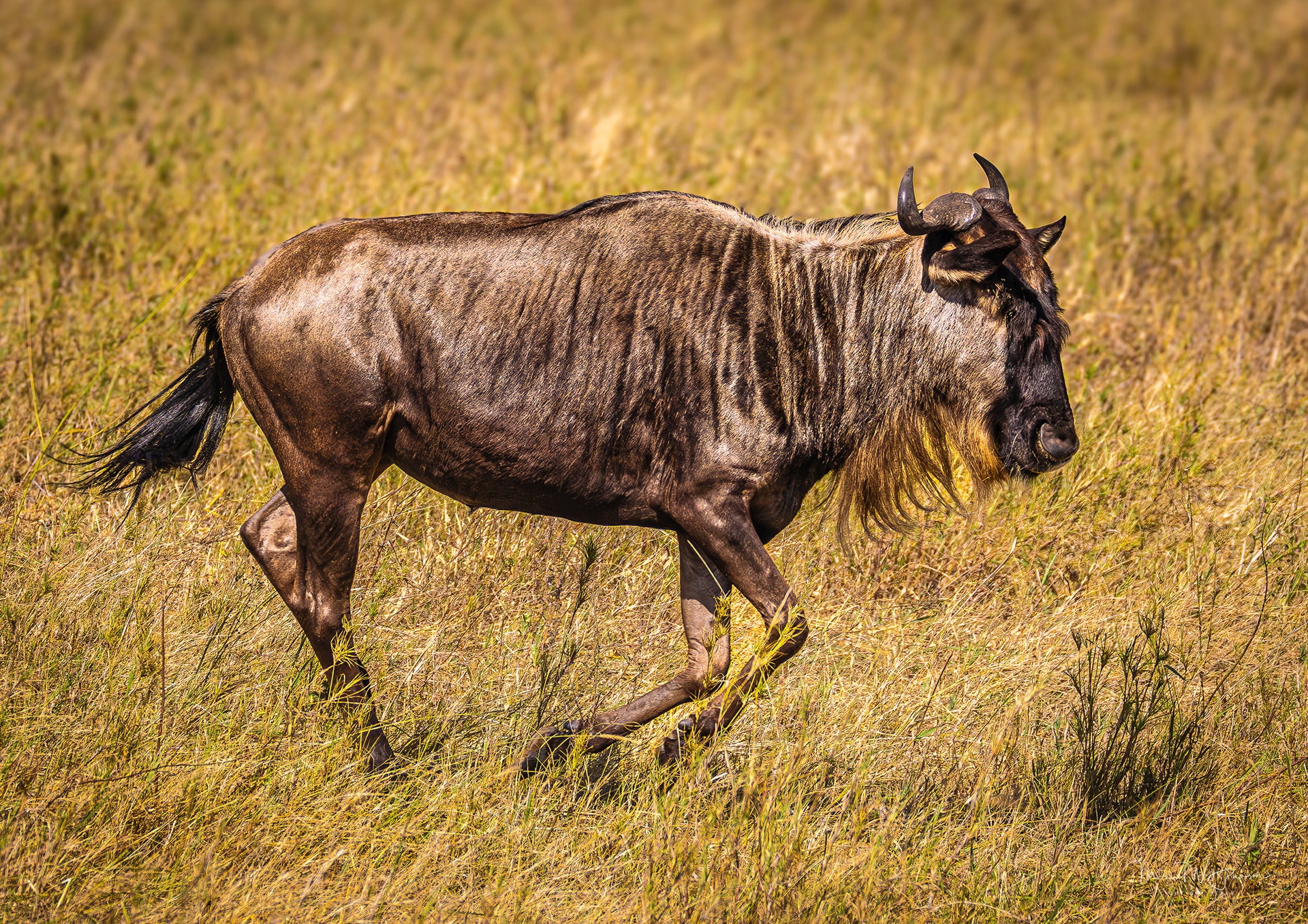 Wildebeest